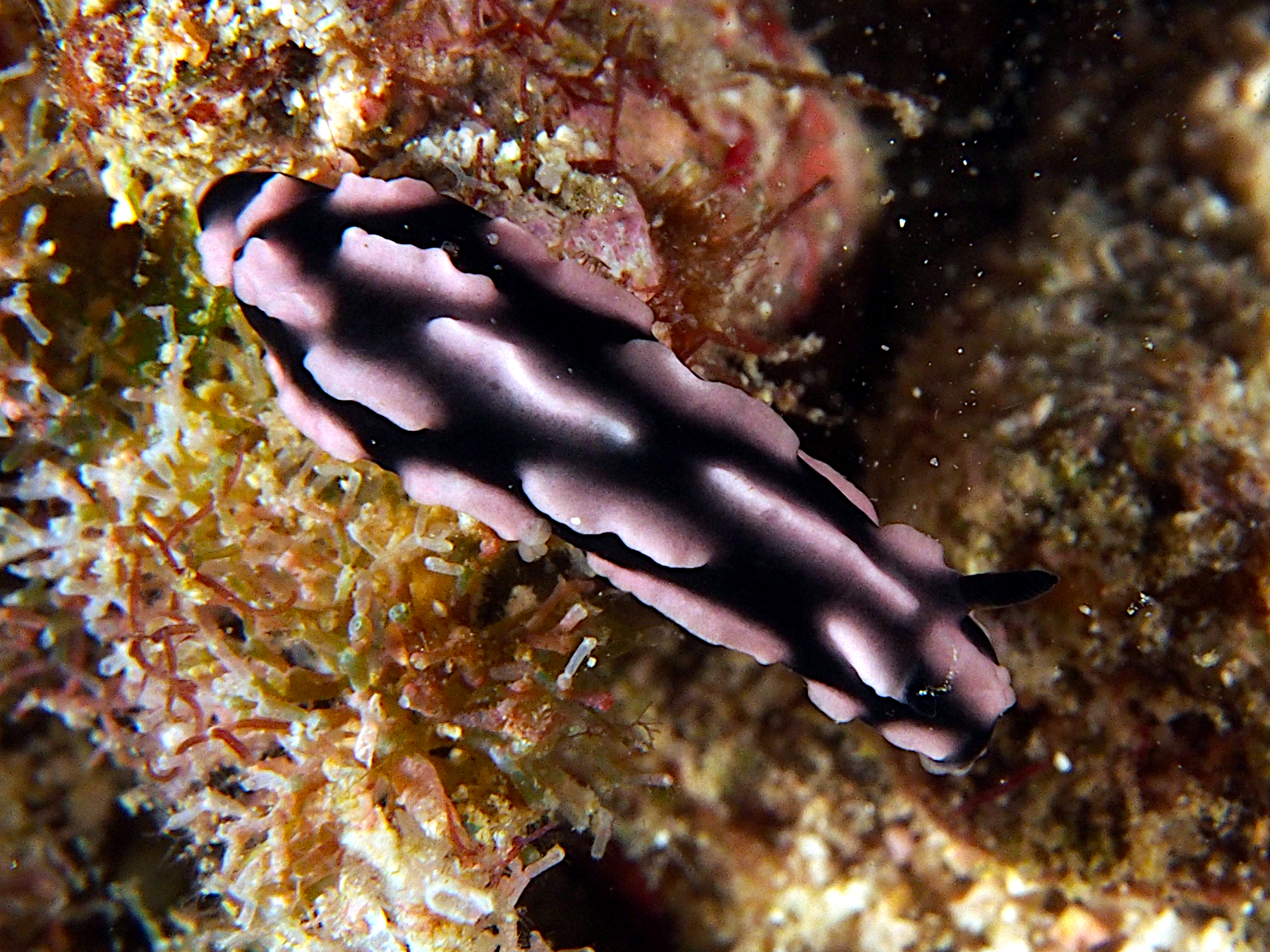 Rose Phyllidiella - Phyllidiella rosans