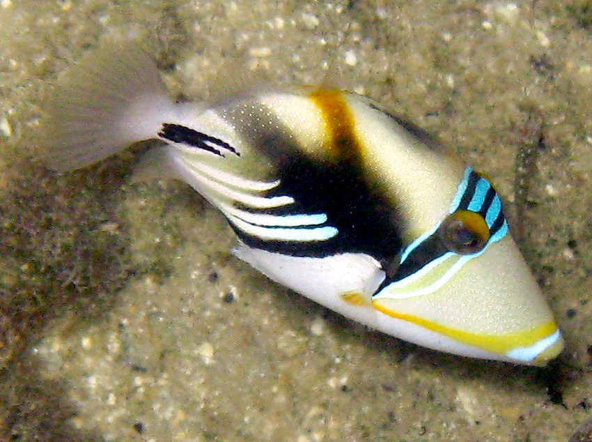 Picasso Triggerfish - Rhinecanthus aculeatus