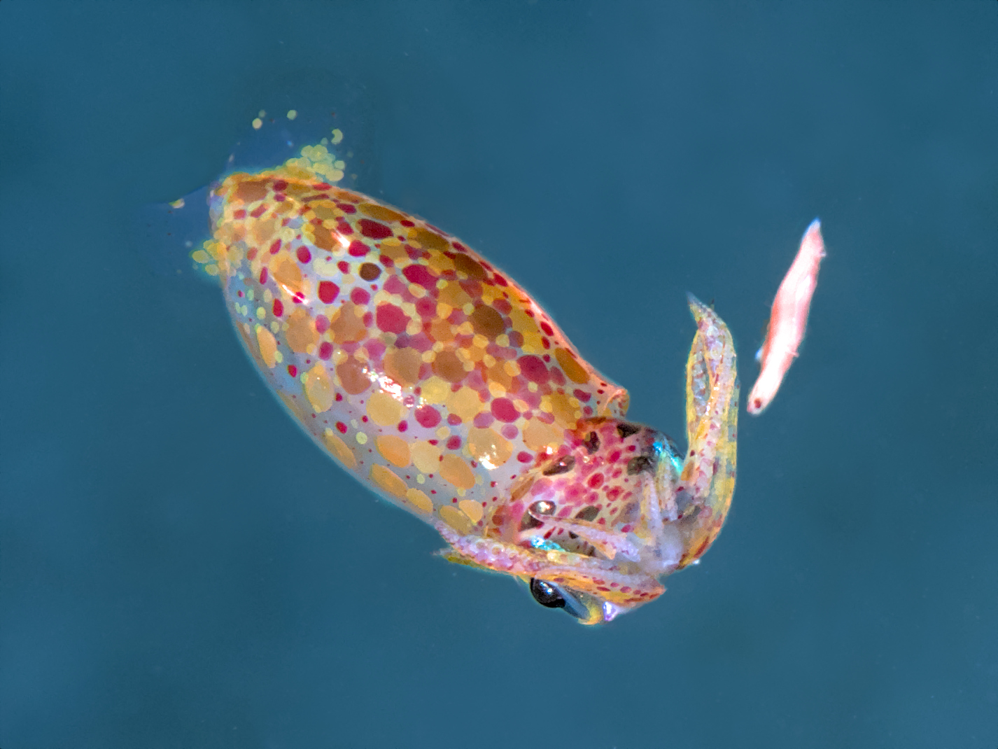 Grass Squid - Pickfordiateuthis pulchella