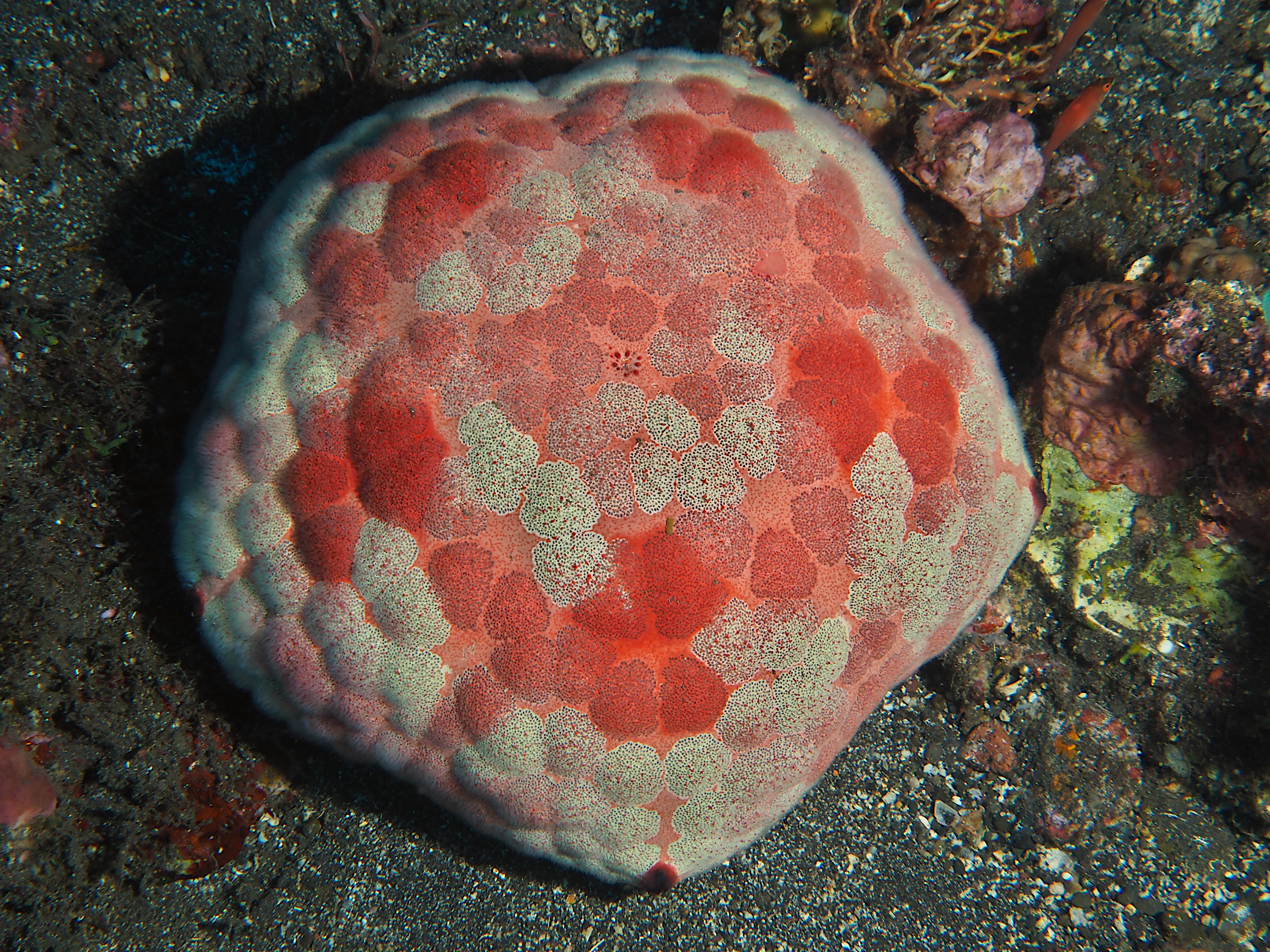 Pin Cushion Sea Star - Culcita novaeguineae