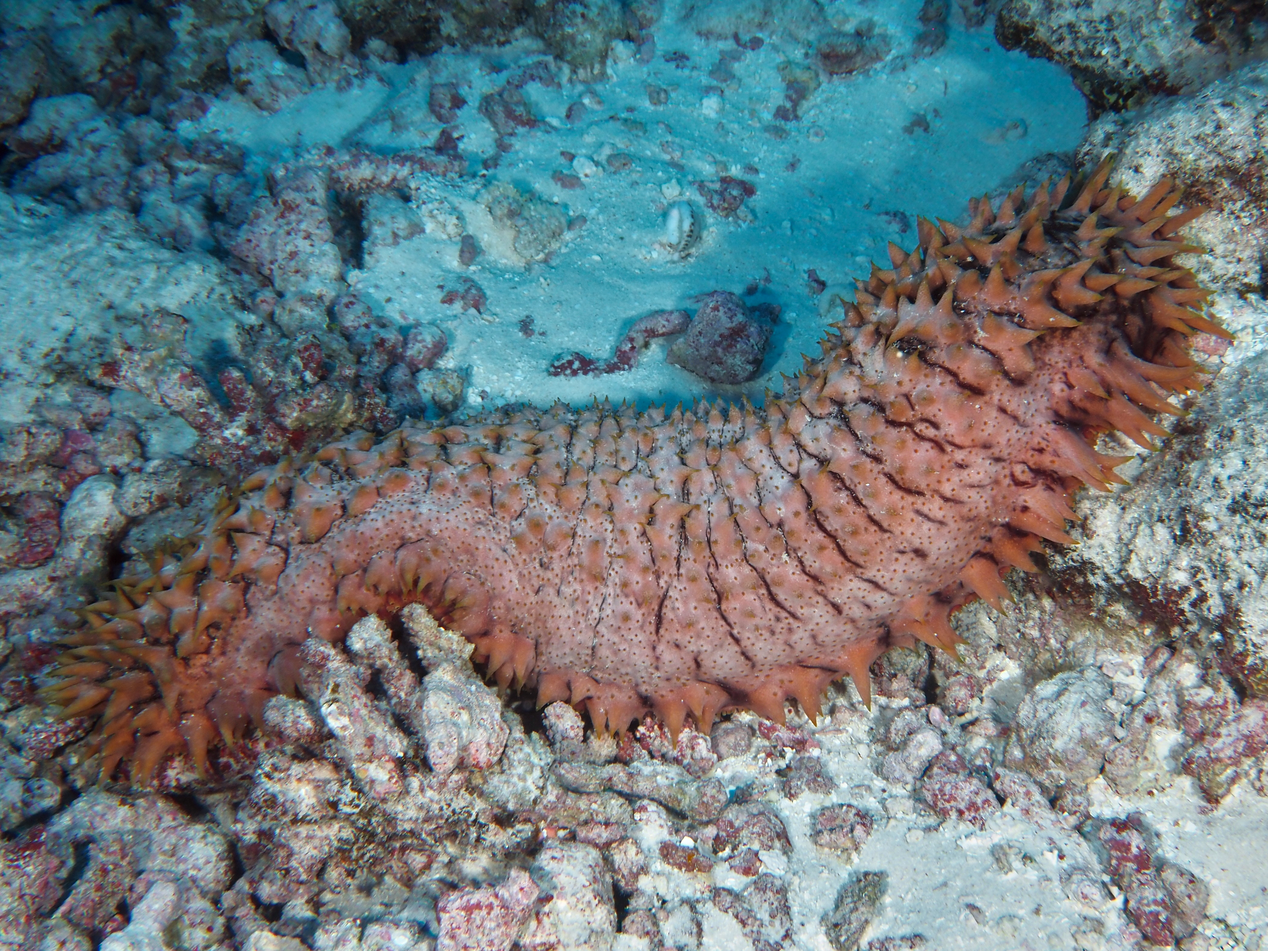 Pineapple Sea Cucumber - Thelenota ananas