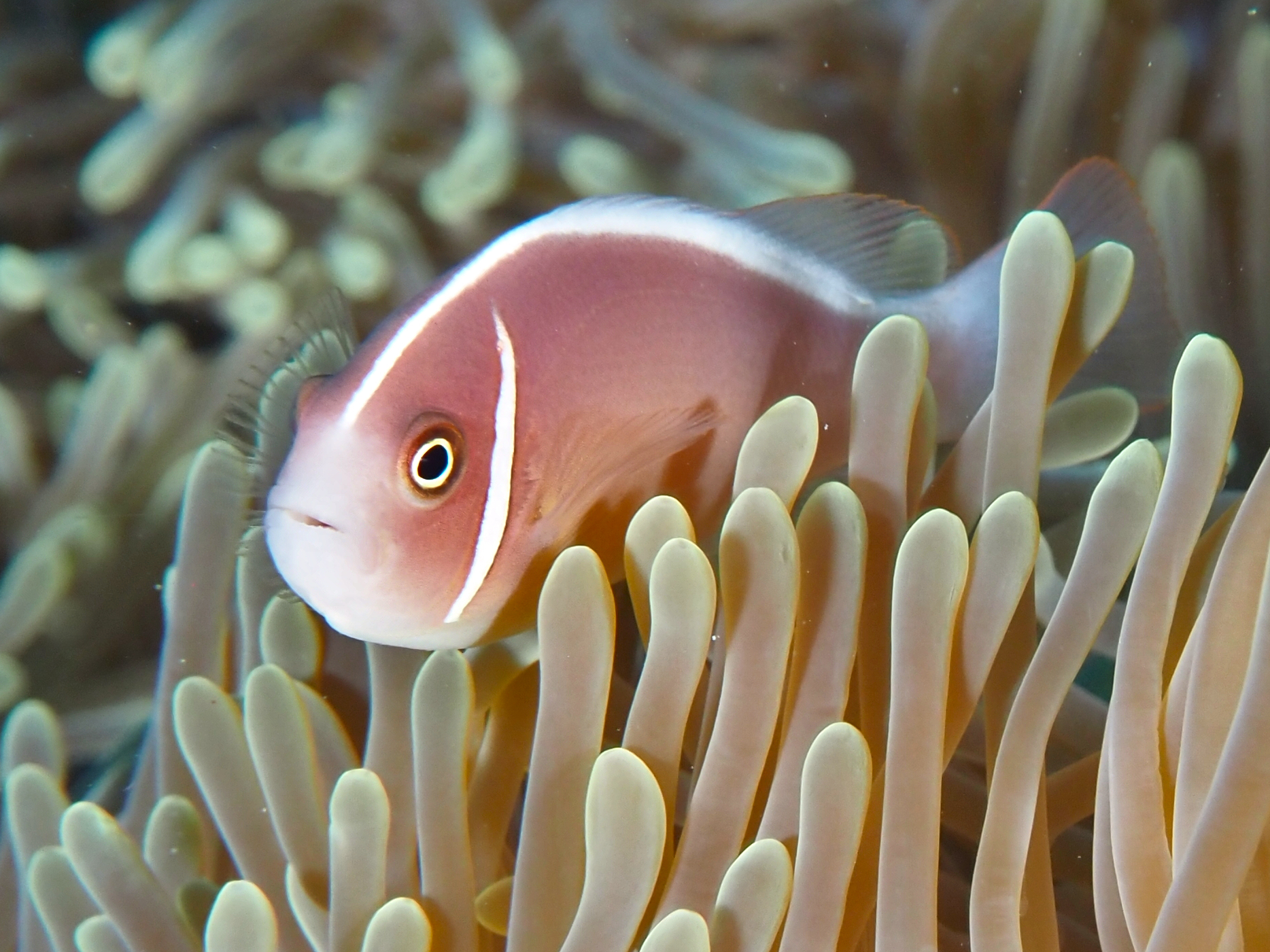 Pink Anemonefish - Amphiprion perideraion