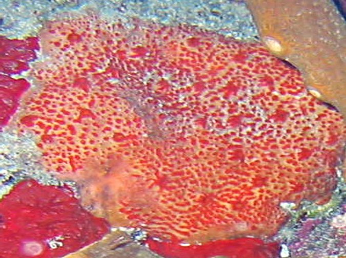Pink and Red Encrusting Sponge - Spirastrella coccinea