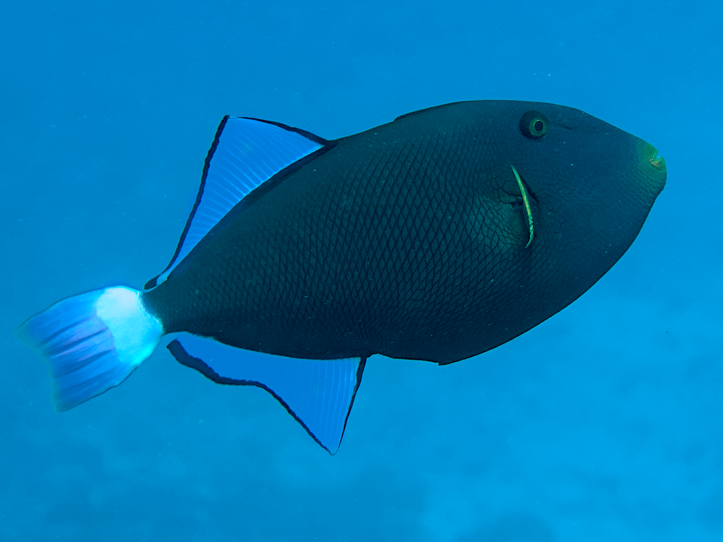 Pinktail Triggerfish - Melichthys vidua