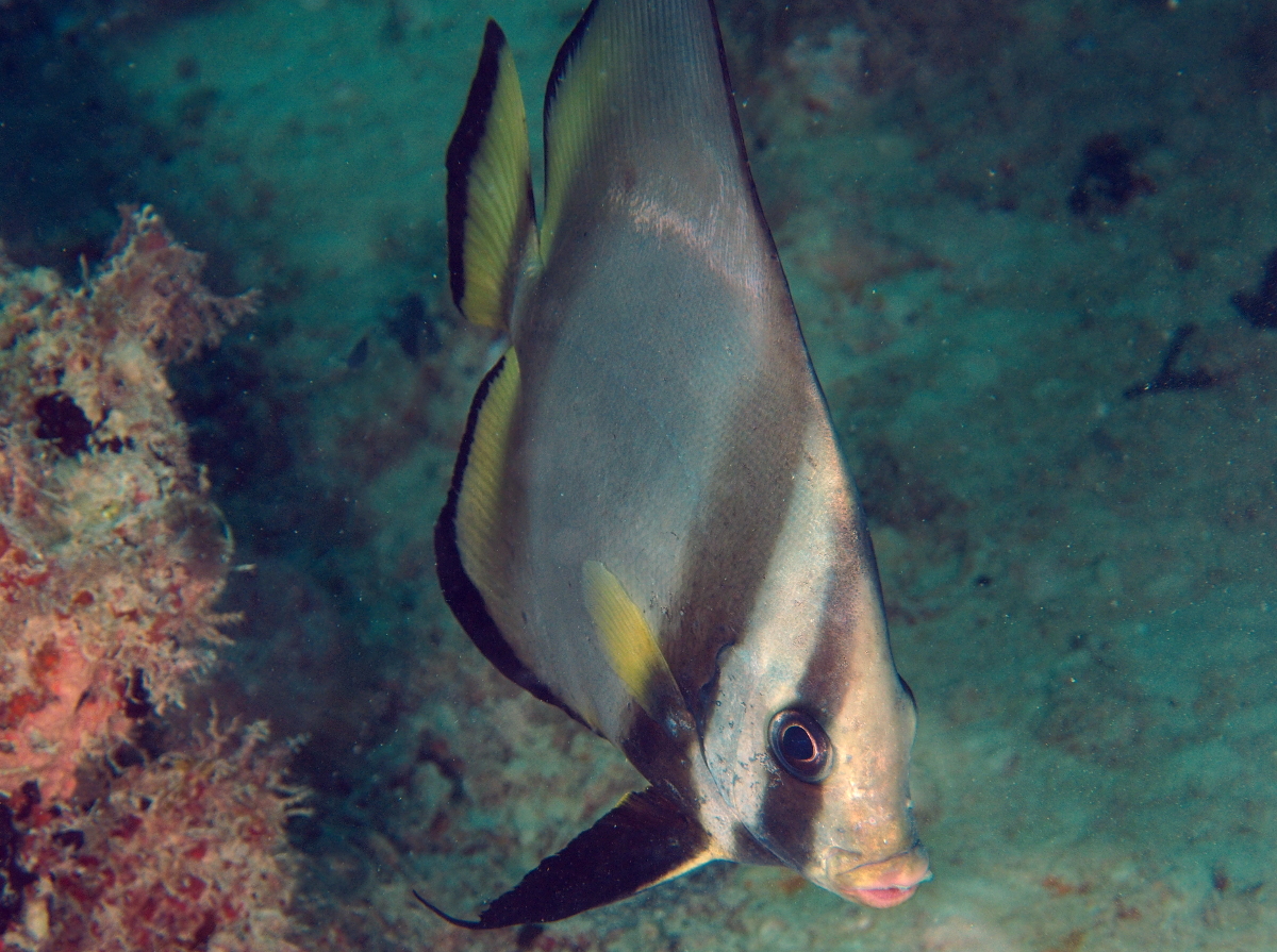 Pinnate Spadefish - Platax pinnatus