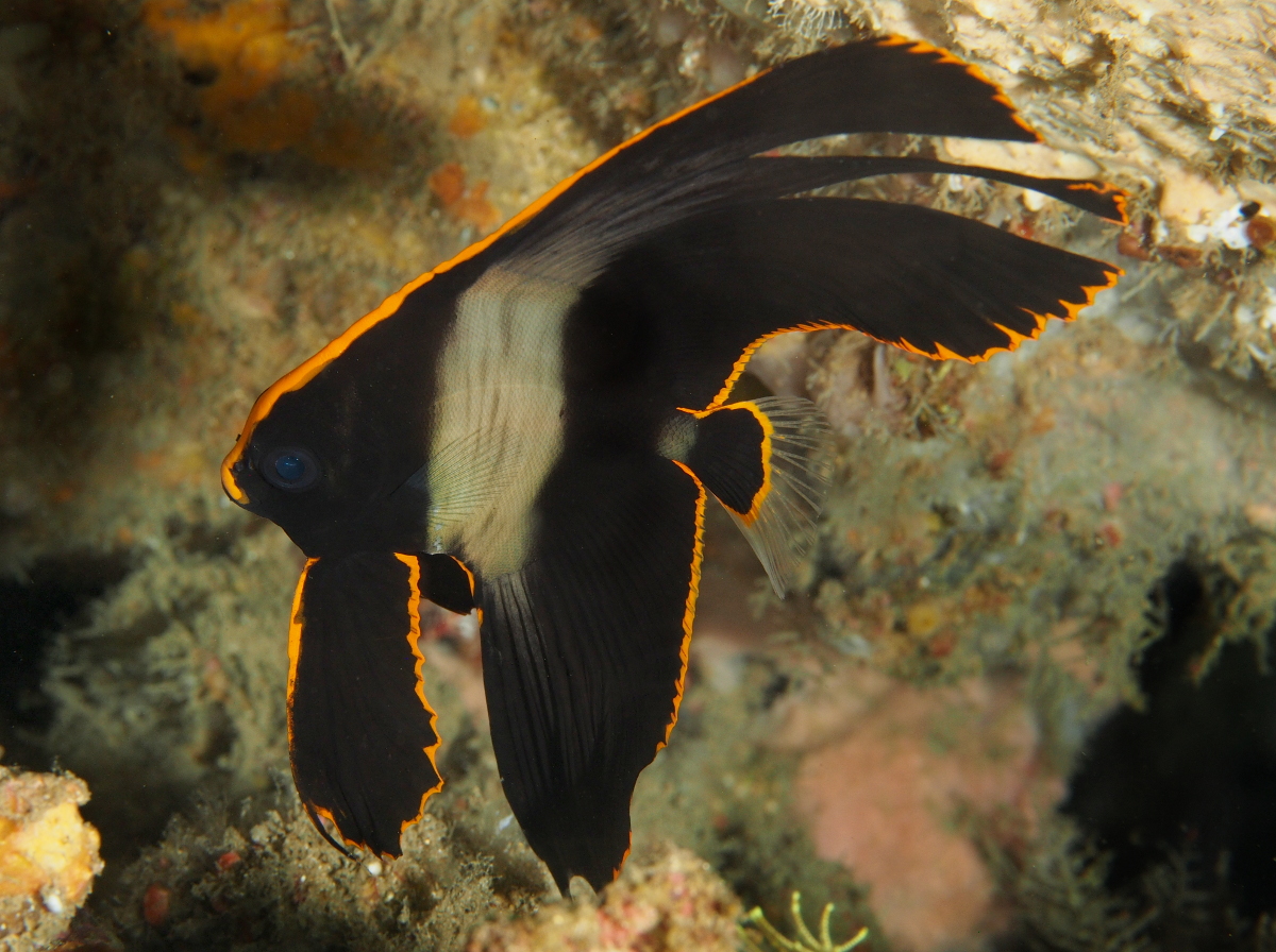 Pinnate Spadefish - Platax pinnatus