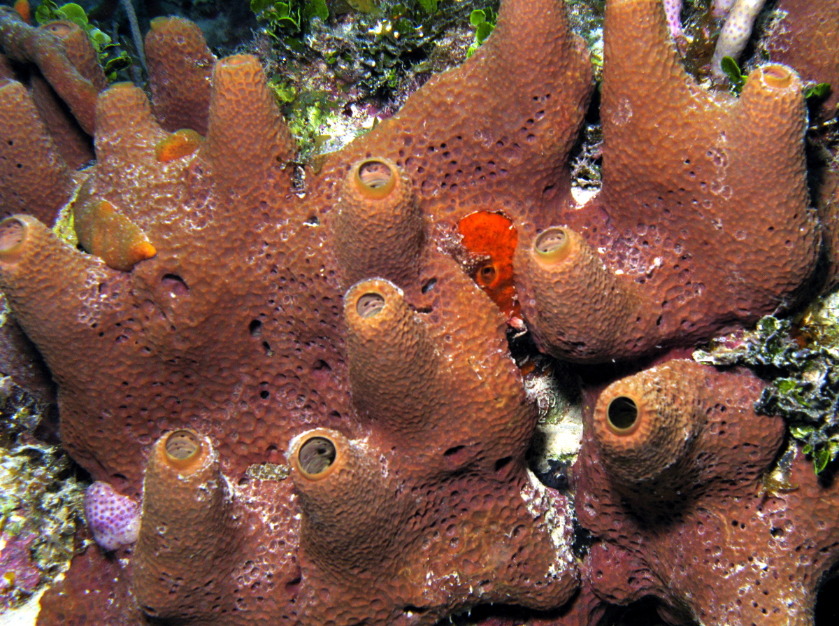 Pitted Sponge - Verongula rigida