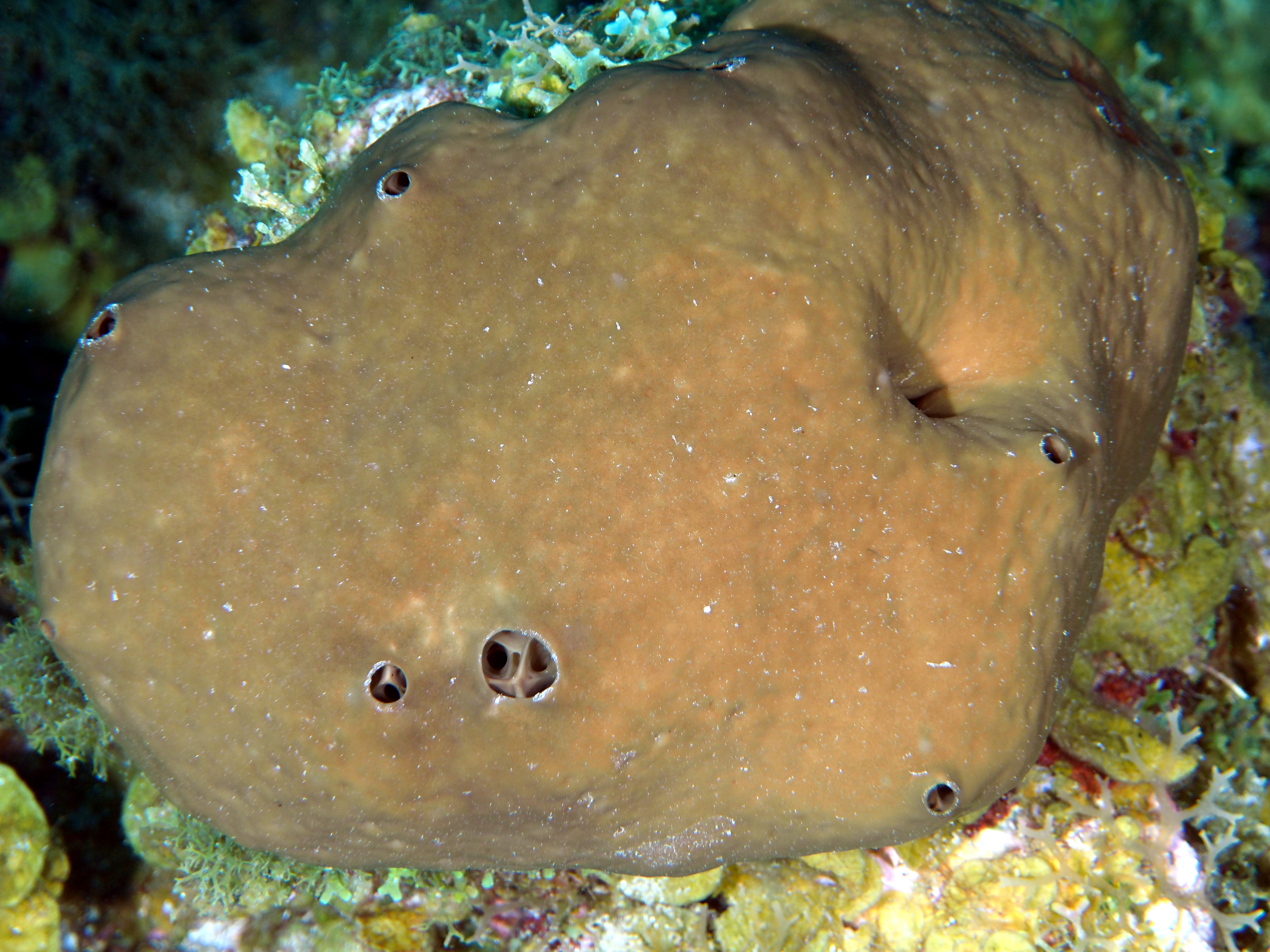 Plakortis halichondrioides - Plakortis halichondrioides