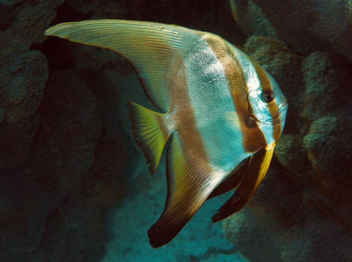 Golden spadefish - Platax boersii