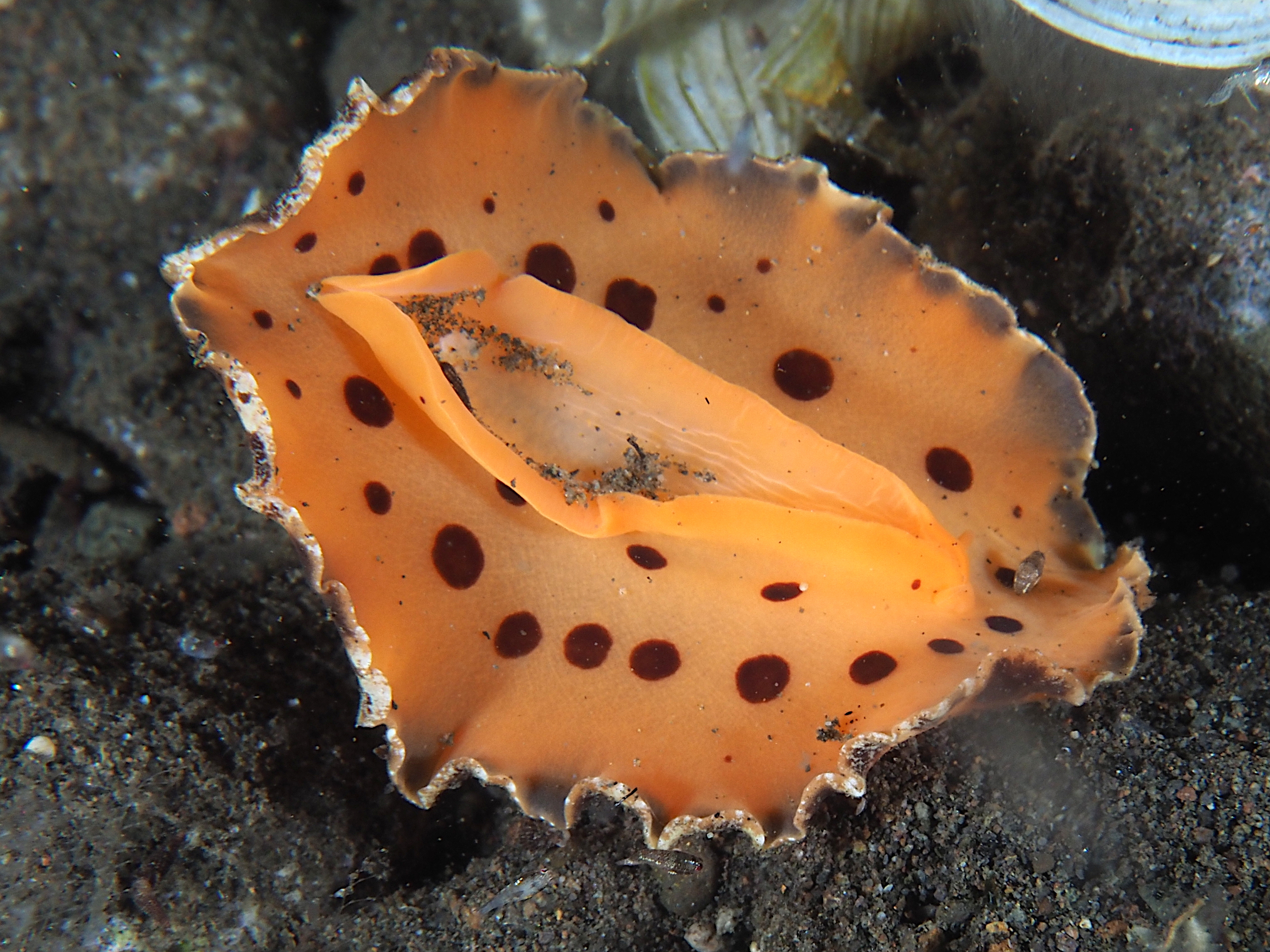 Platydoris ellioti - Platydoris ellioti