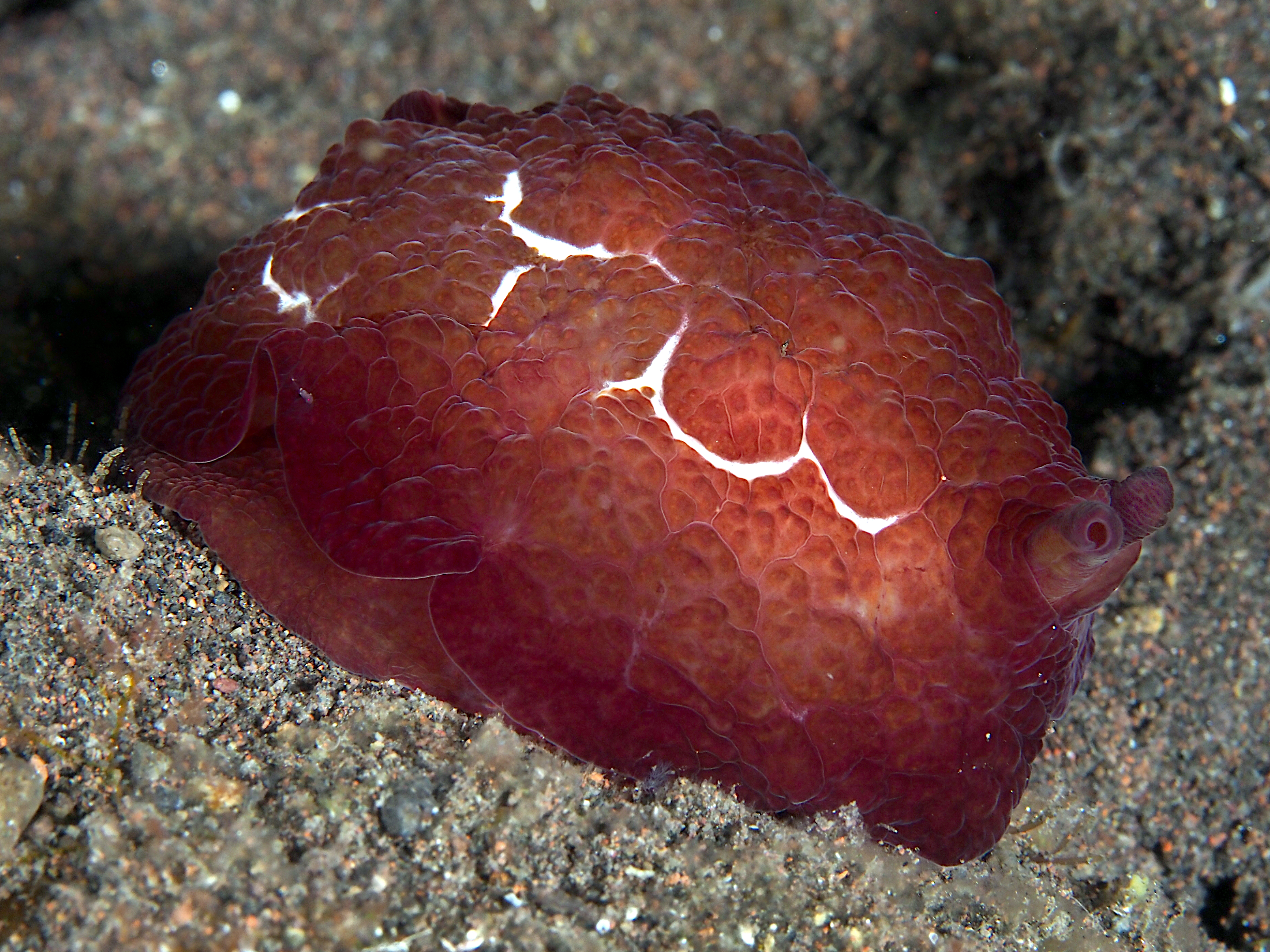 Forskal's Pleurobranch - Pleurobranchus forskalii