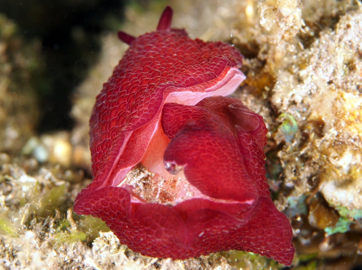 Peron's Pleurobranch - Pleurobranchus peronii