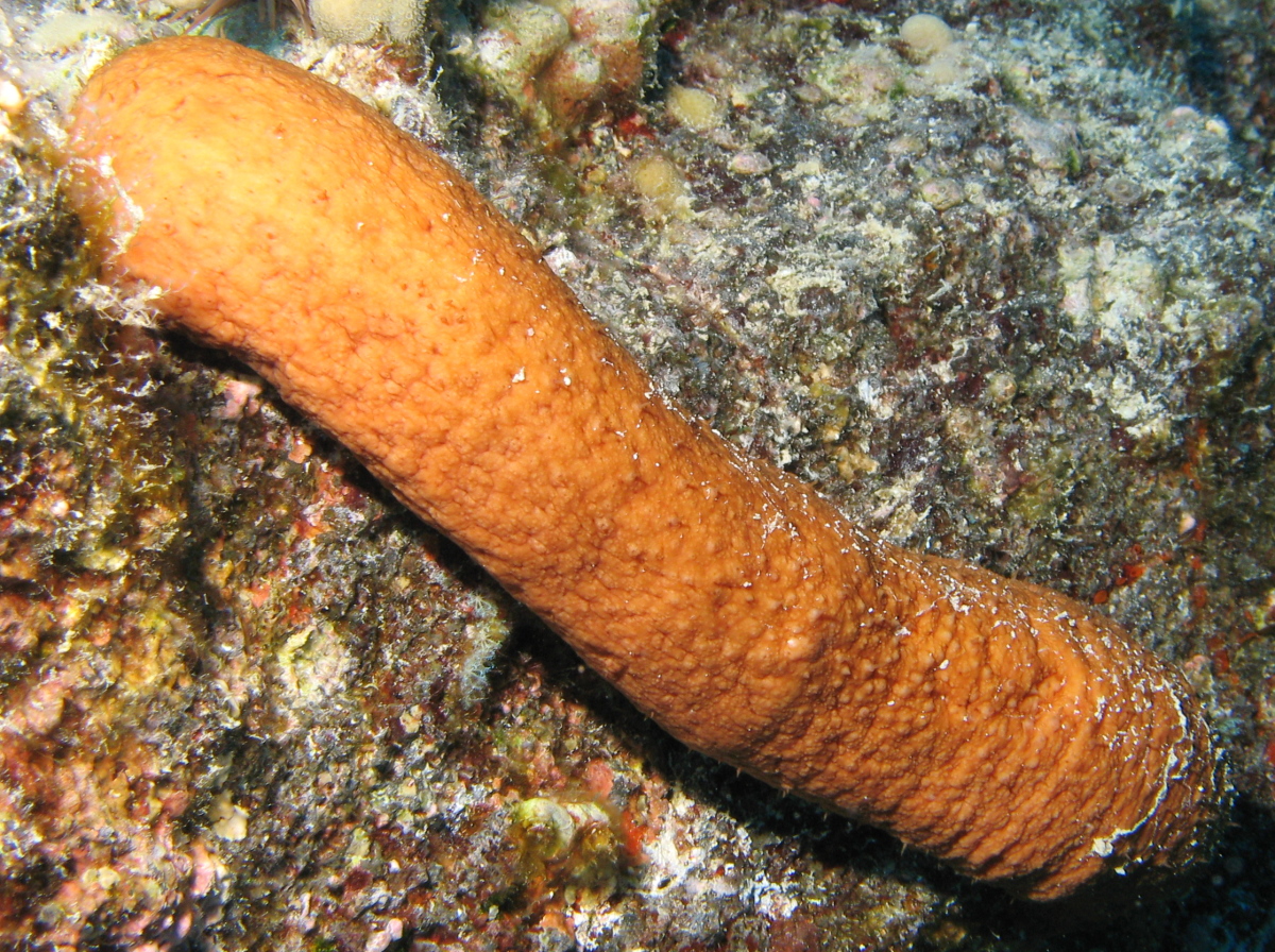 Plump Sea Cucumber - Actinopyga obesa