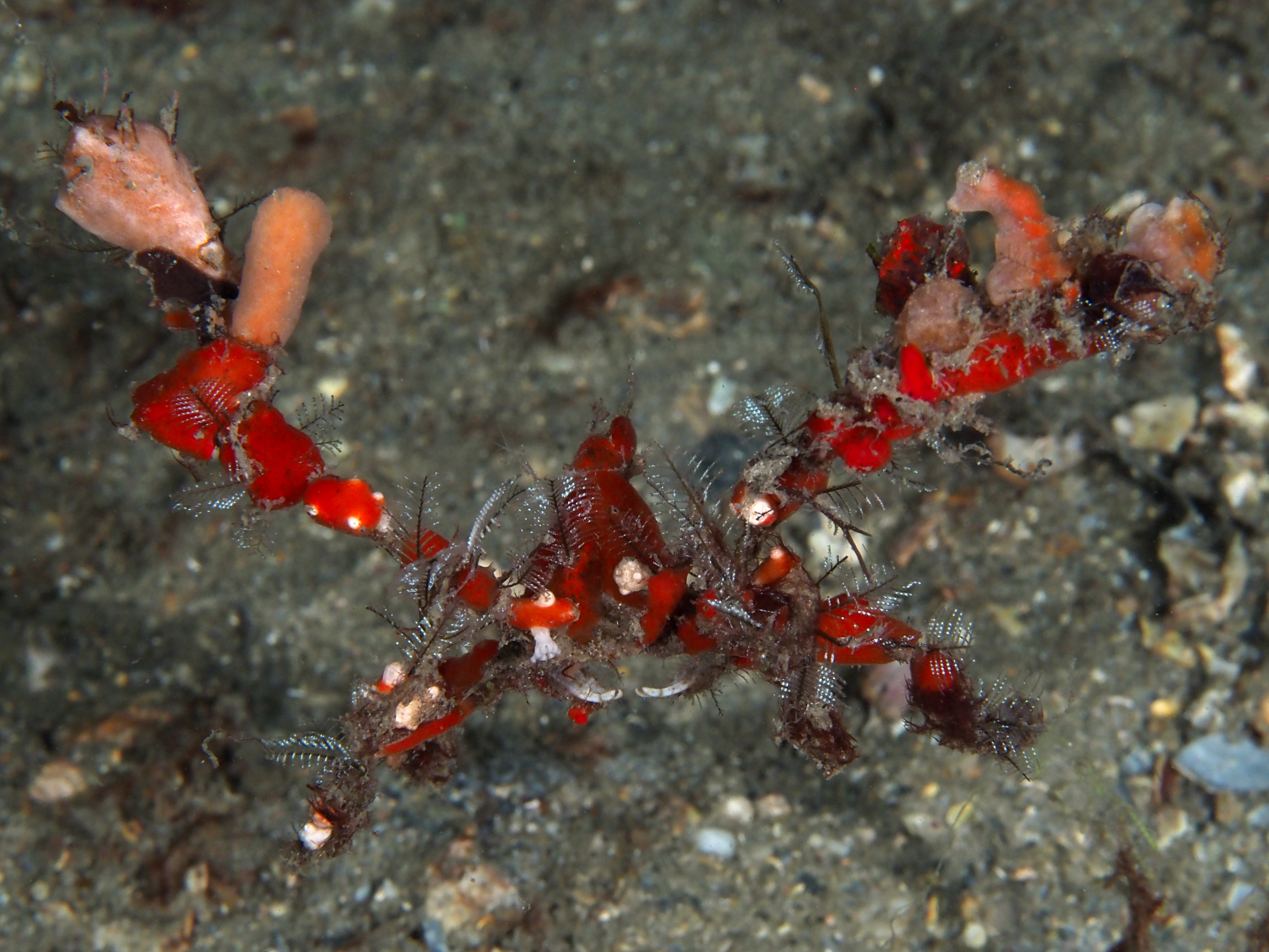 Podochela spp. - Podochela spp.