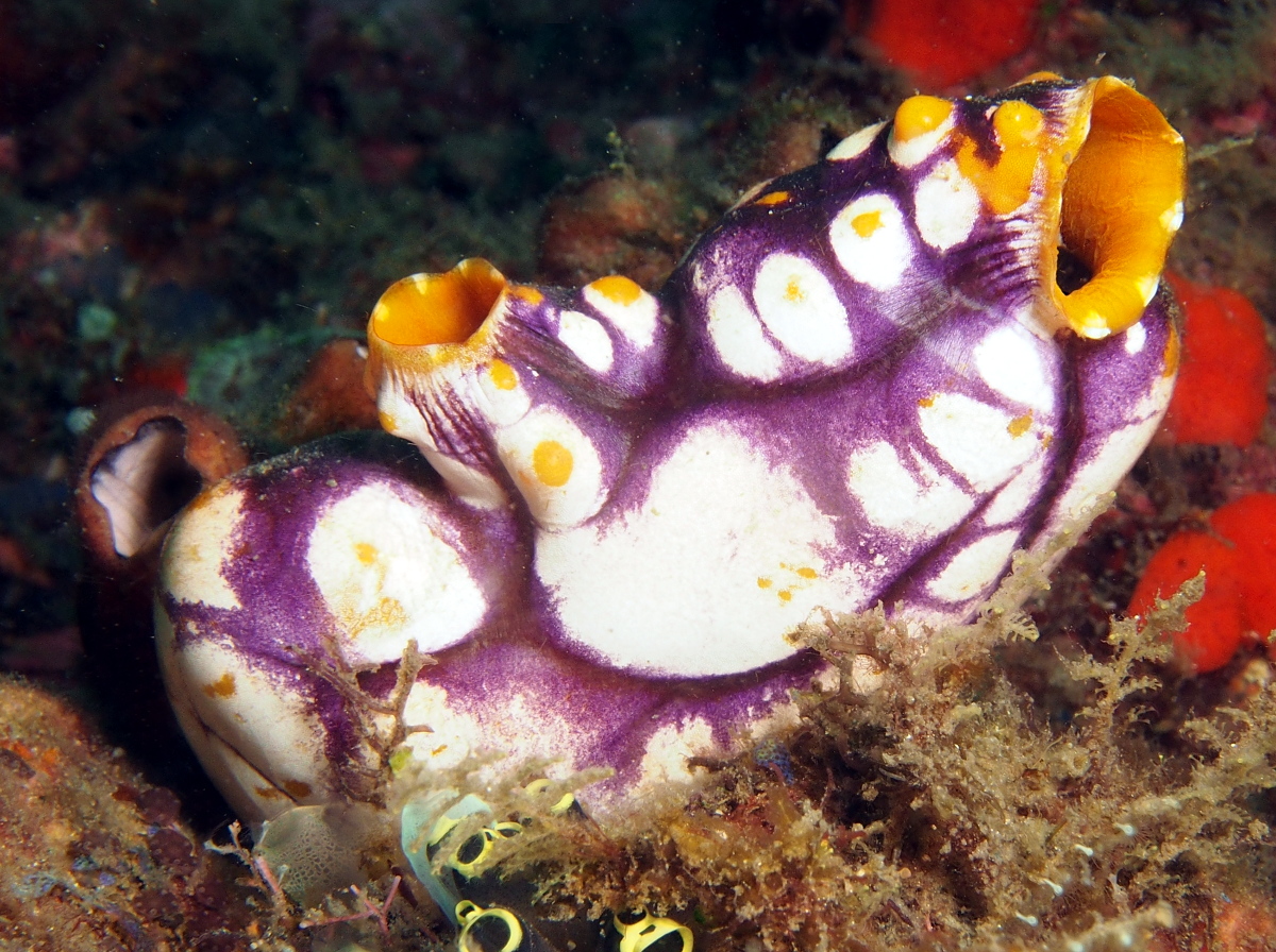 Ink-Spot Sea Squirt - Polycarpa aurata