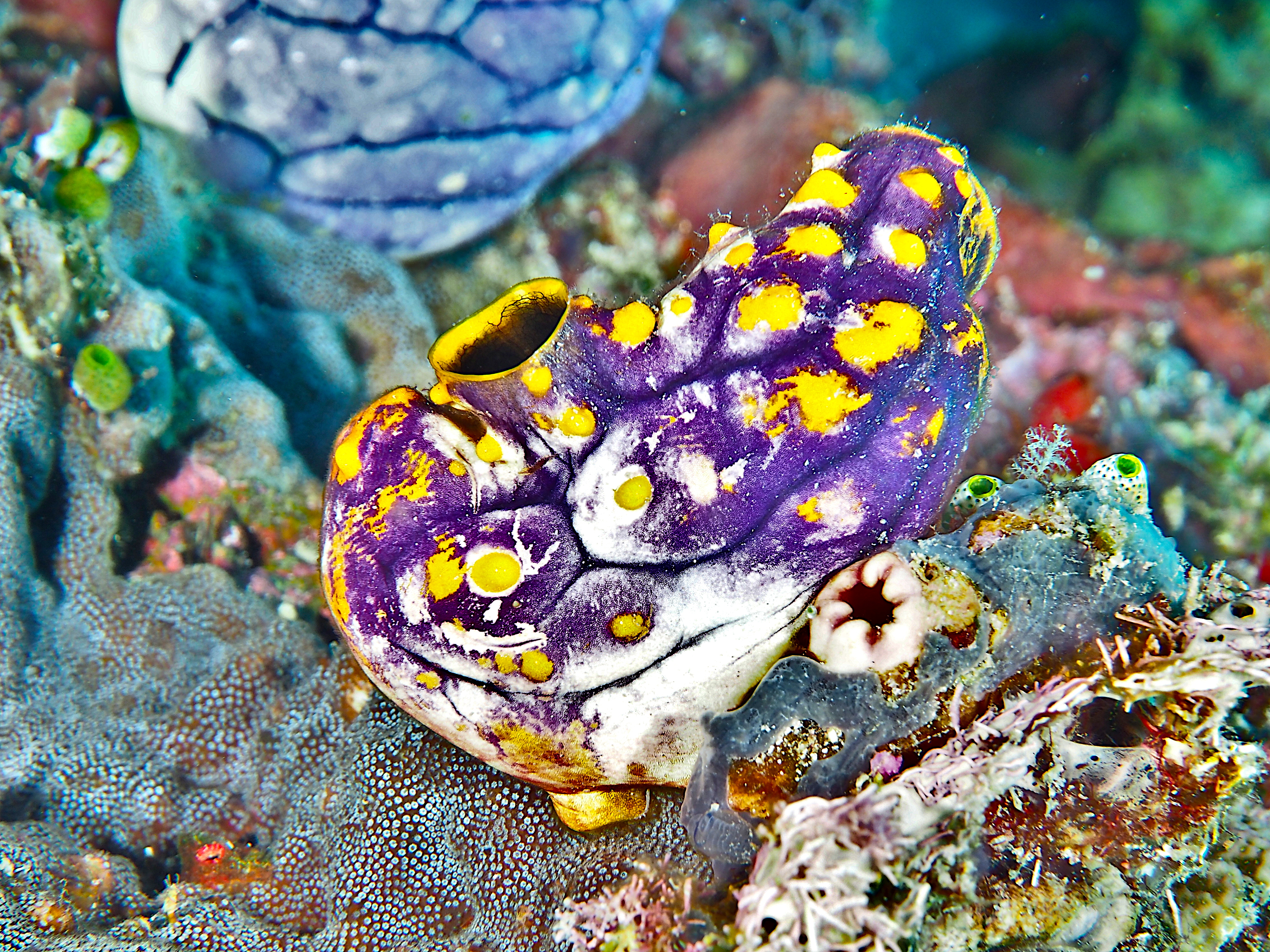 Ink-Spot Sea Squirt - Polycarpa aurata