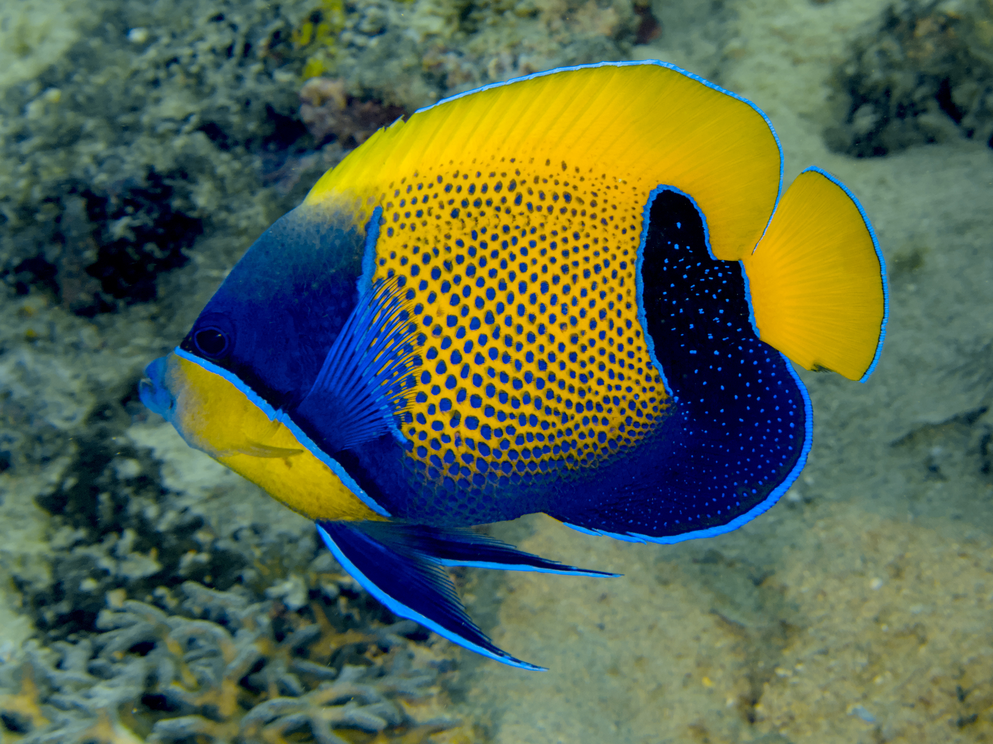 Bluegirdled Angelfish - Pomacanthus navarchus