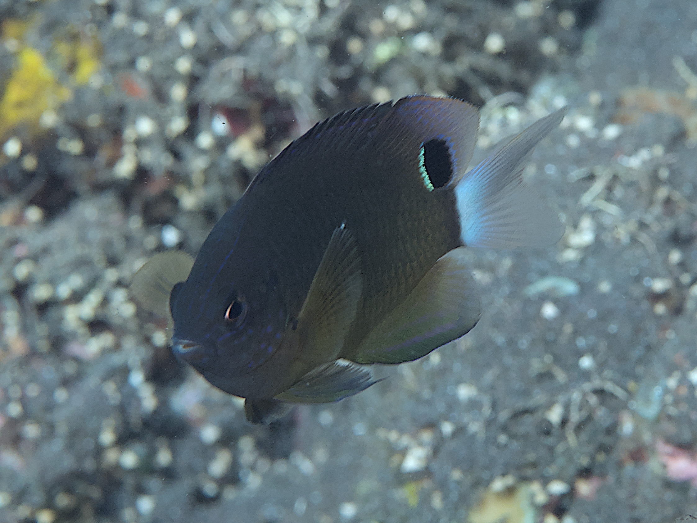 Speckled Damsel - Pomacentrus bankanensis