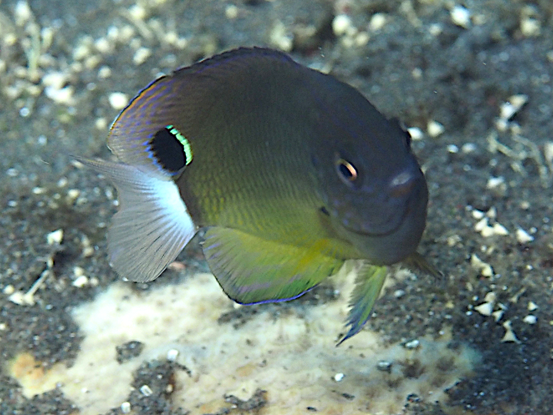 Speckled Damsel - Pomacentrus bankanensis
