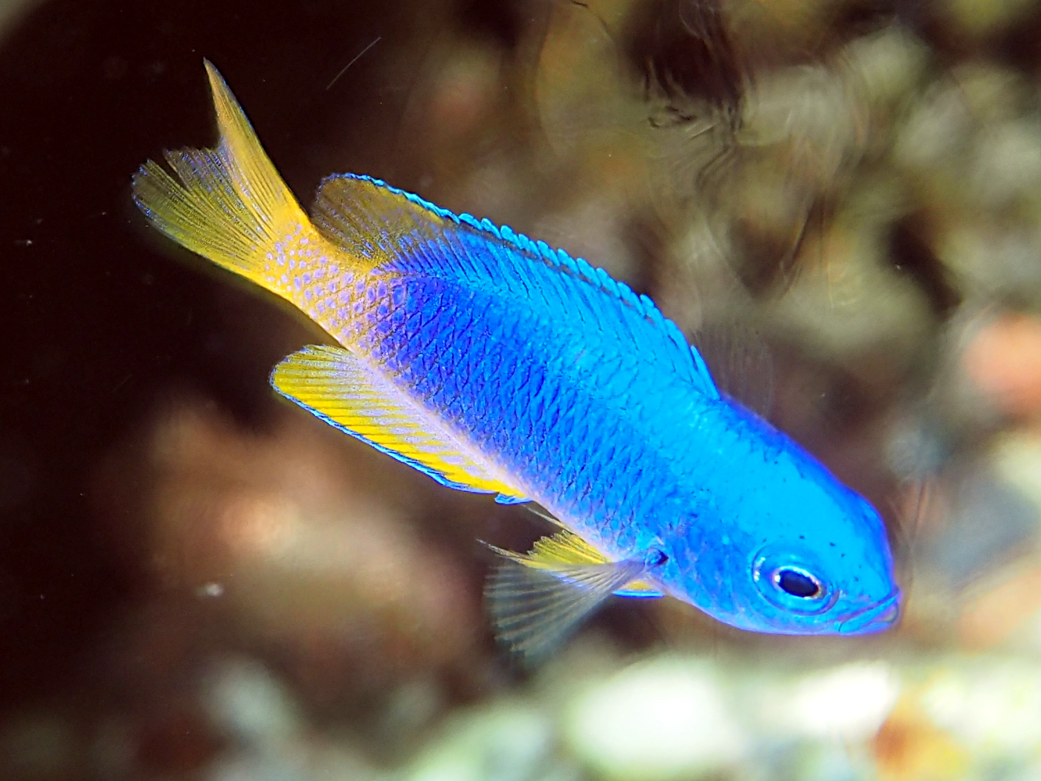 Neon Damsel - Pomacentrus coelestis