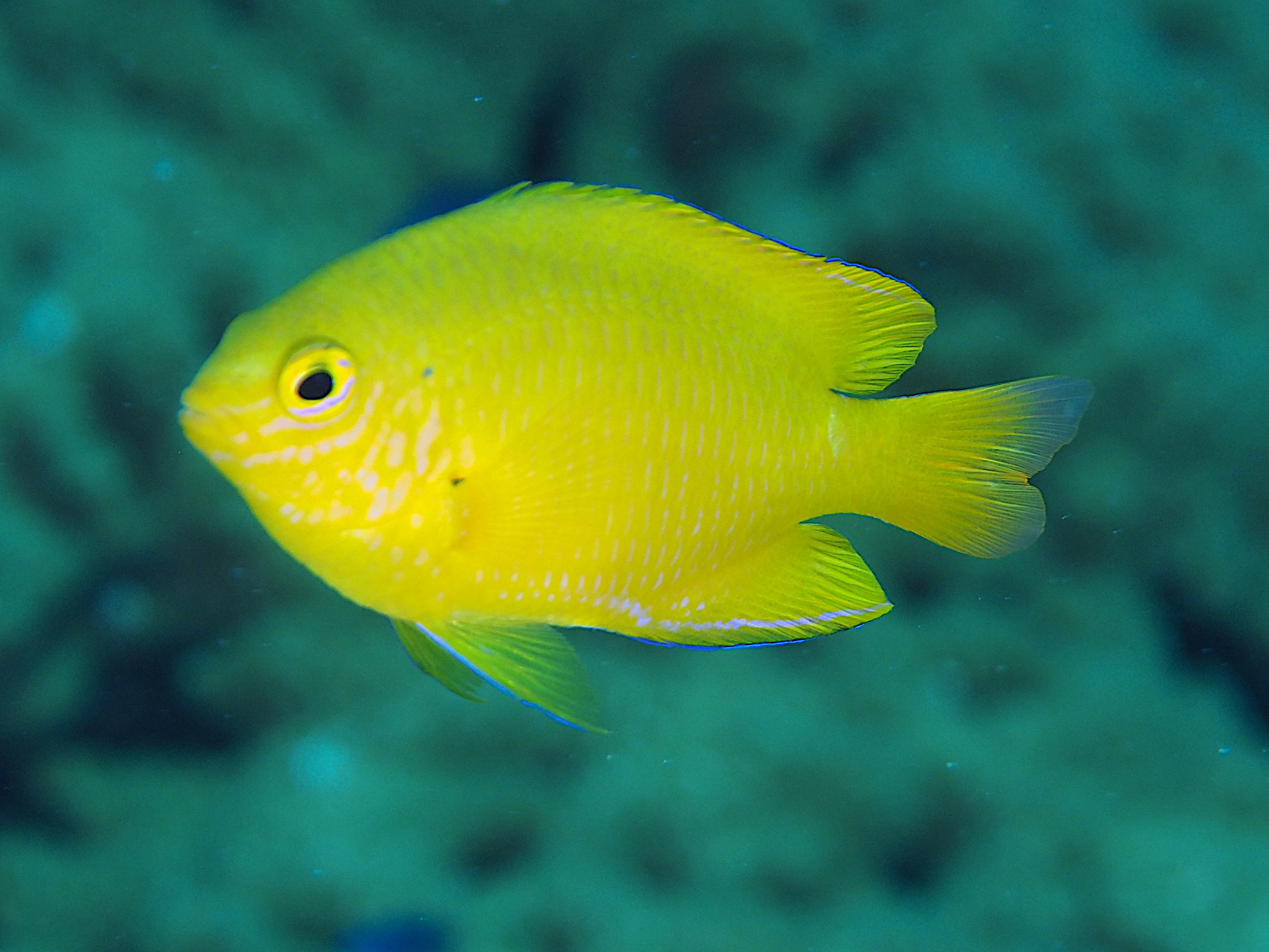 Lemon Damsel - Pomacentrus moluccensis