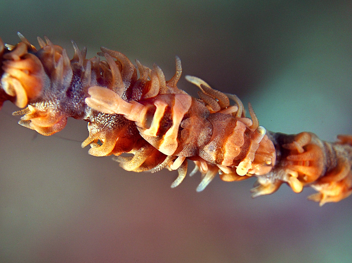 Anker's Whip Coral Shrimp - Pontonides ankeri