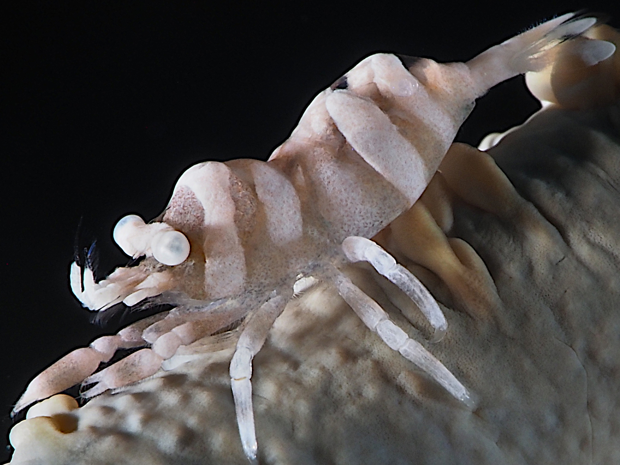 Anker's Whip Coral Shrimp - Pontonides ankeri