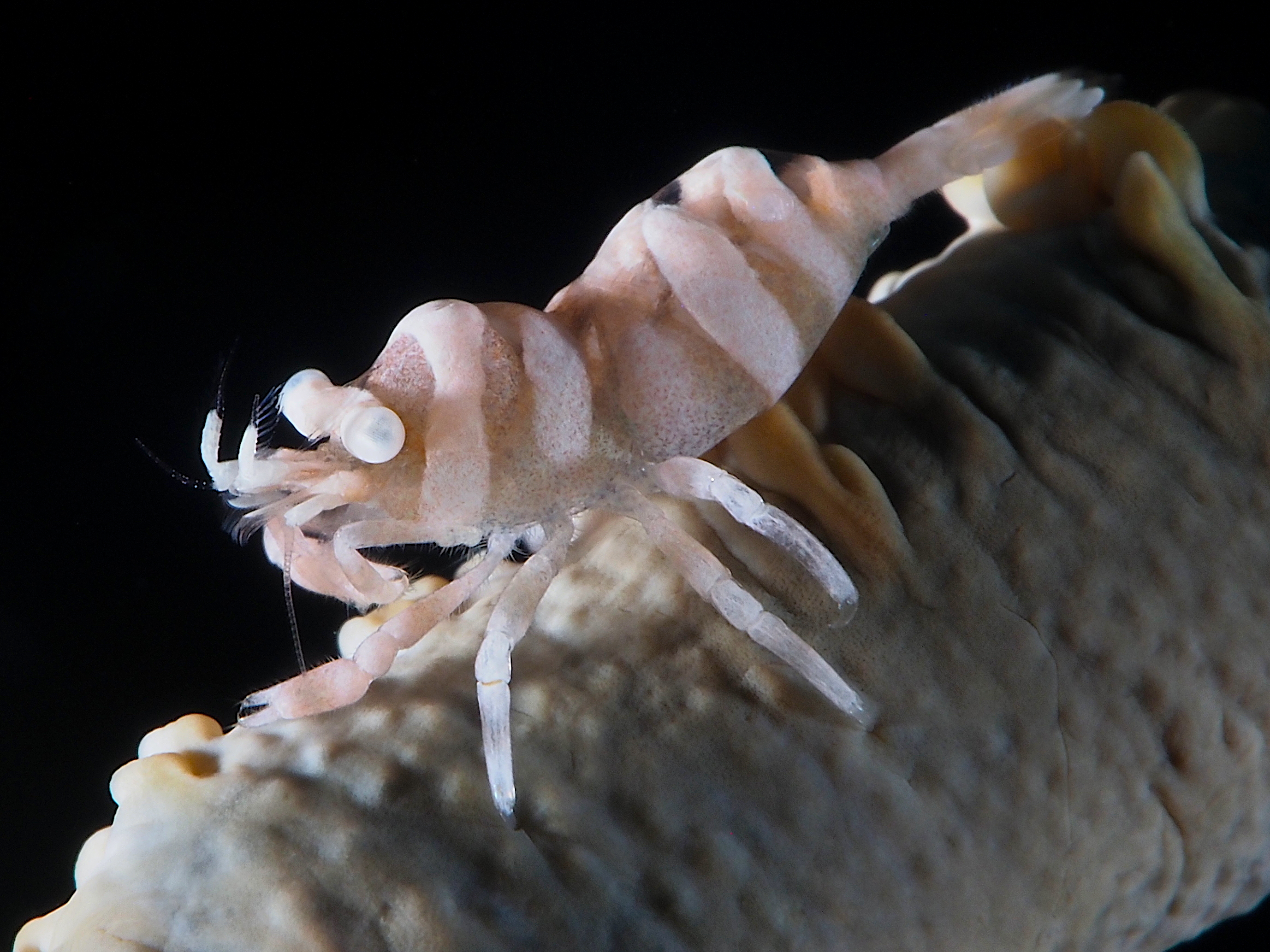 Anker's Whip Coral Shrimp - Pontonides ankeri