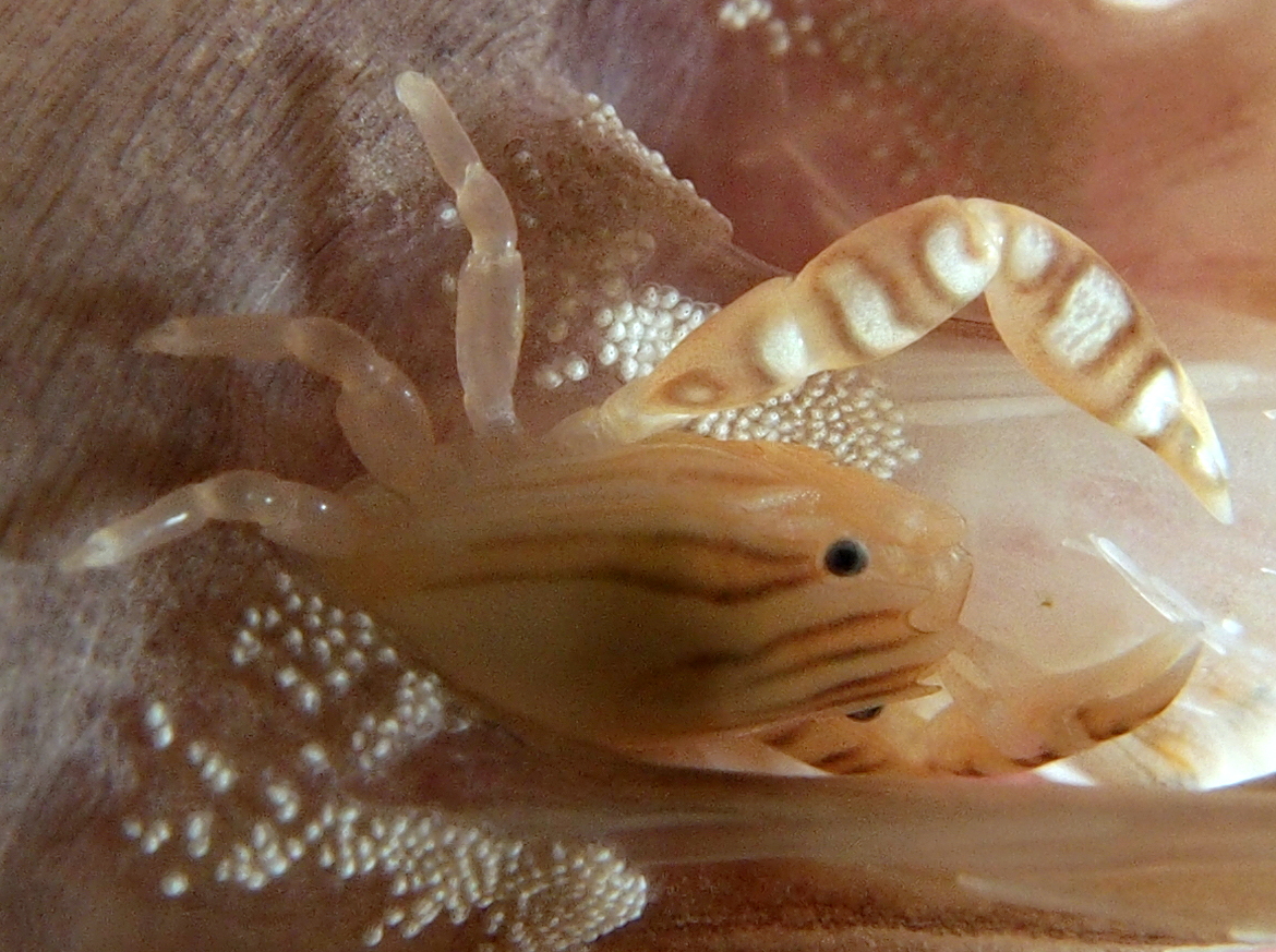 Haig's Porcelain Crab - Porcellanella haigae