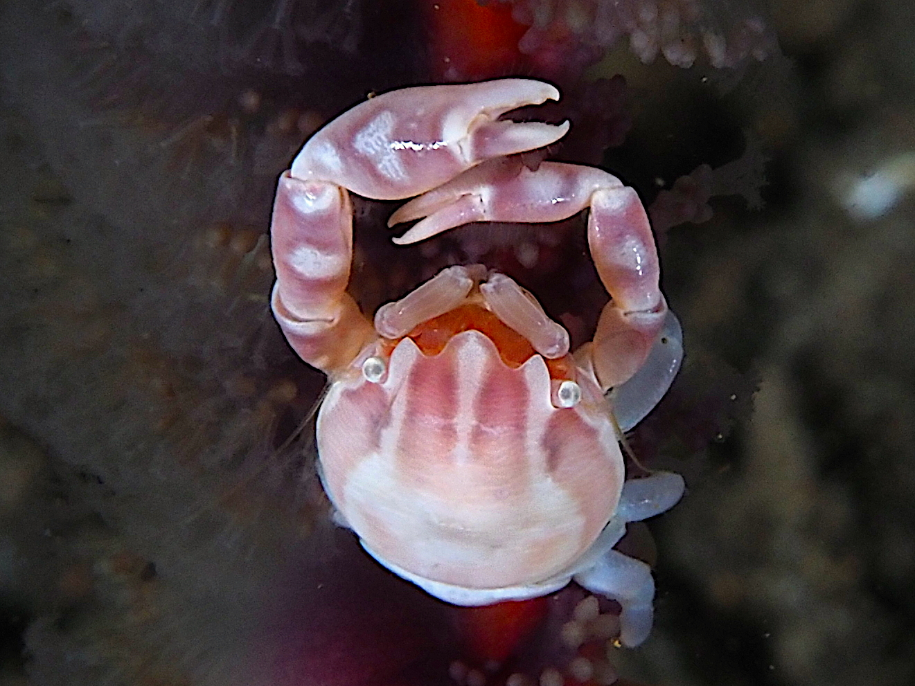 Haig's Porcelain Crab - Porcellanella haigae
