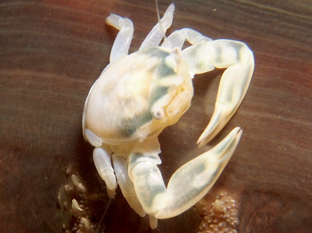 Three-Lobed Porcelain Crab - Porcellanella triloba - Lembeh Strait, Indonesia