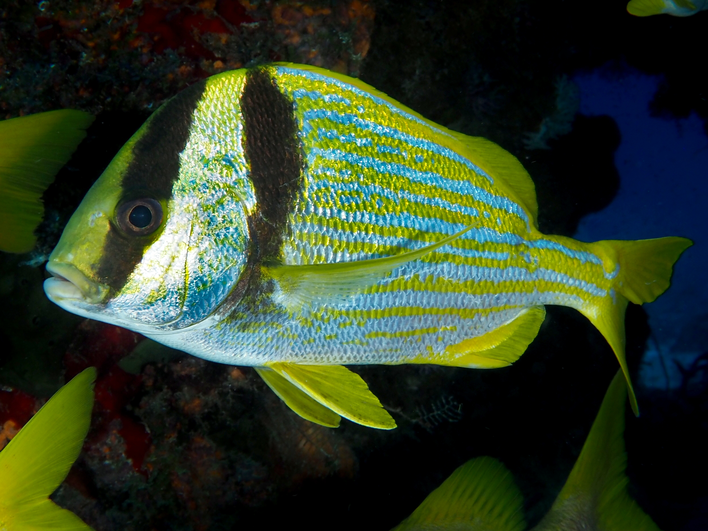 Porkfish - Anisotremus virginicus
