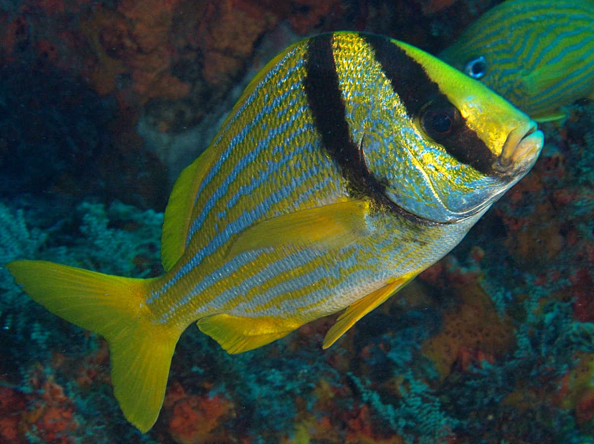 Porkfish - Anisotremus virginicus