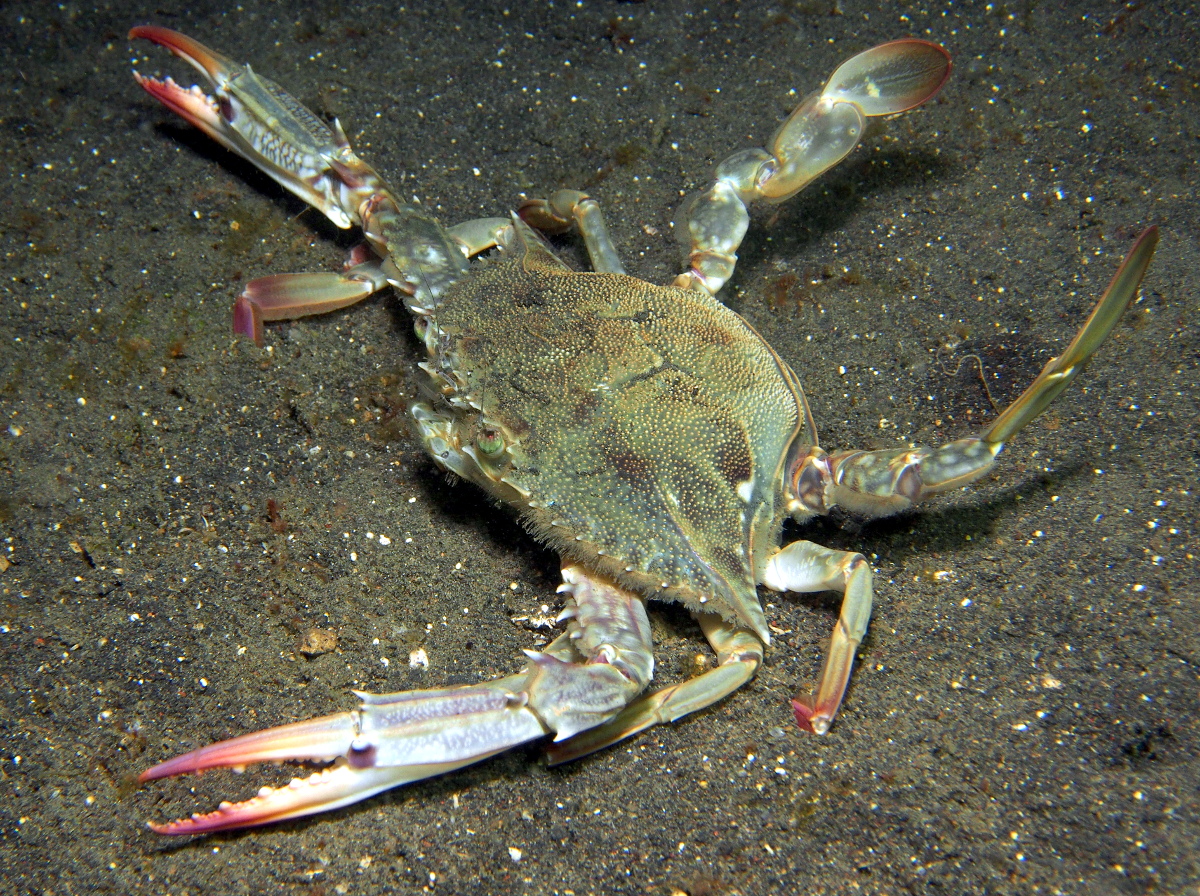 Blue Swimming Crab - Portunus pelagicus - Lembeh Strait, Indonesia