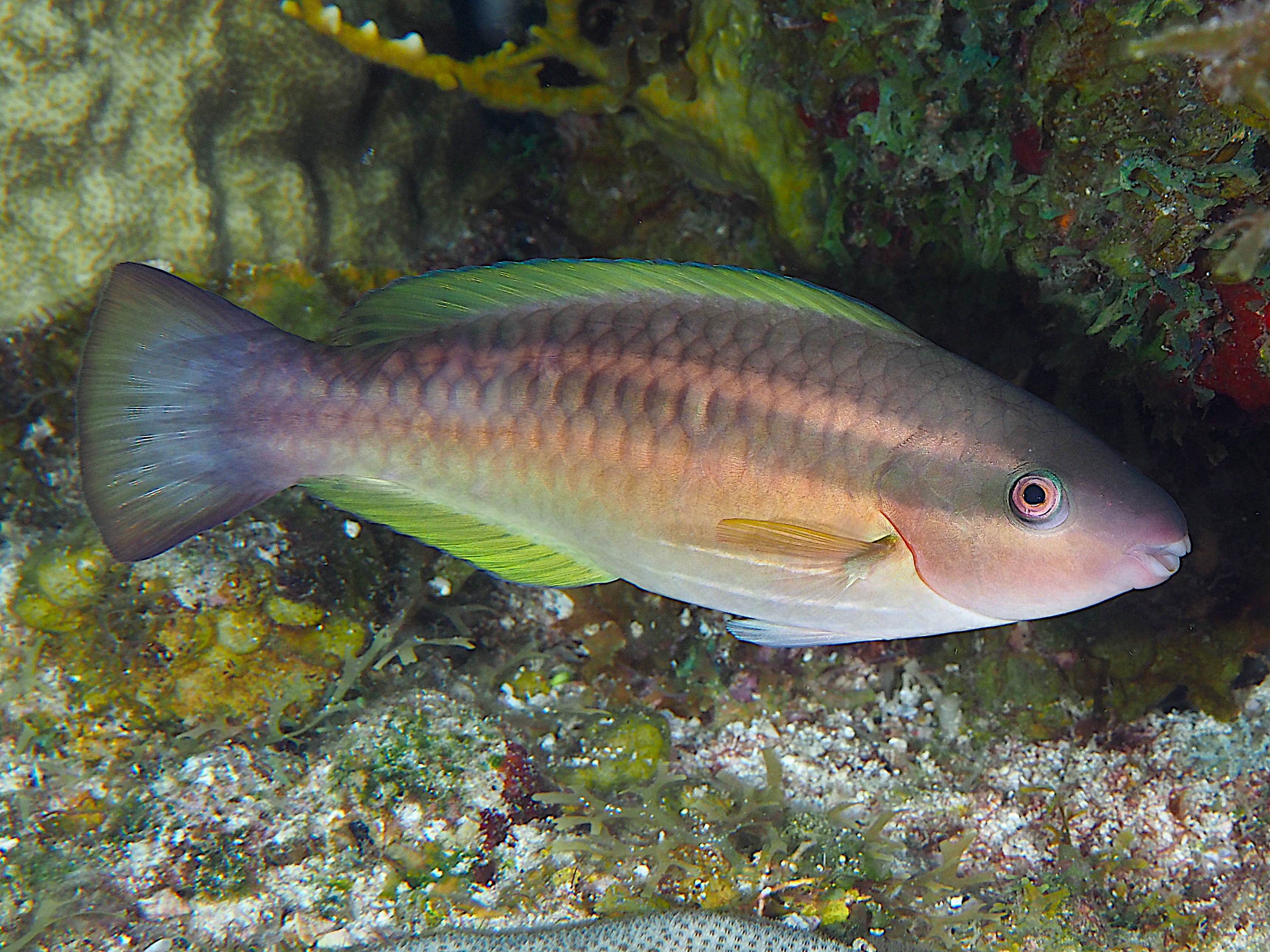 Princess Parrotfish - Scarus taeniopterus