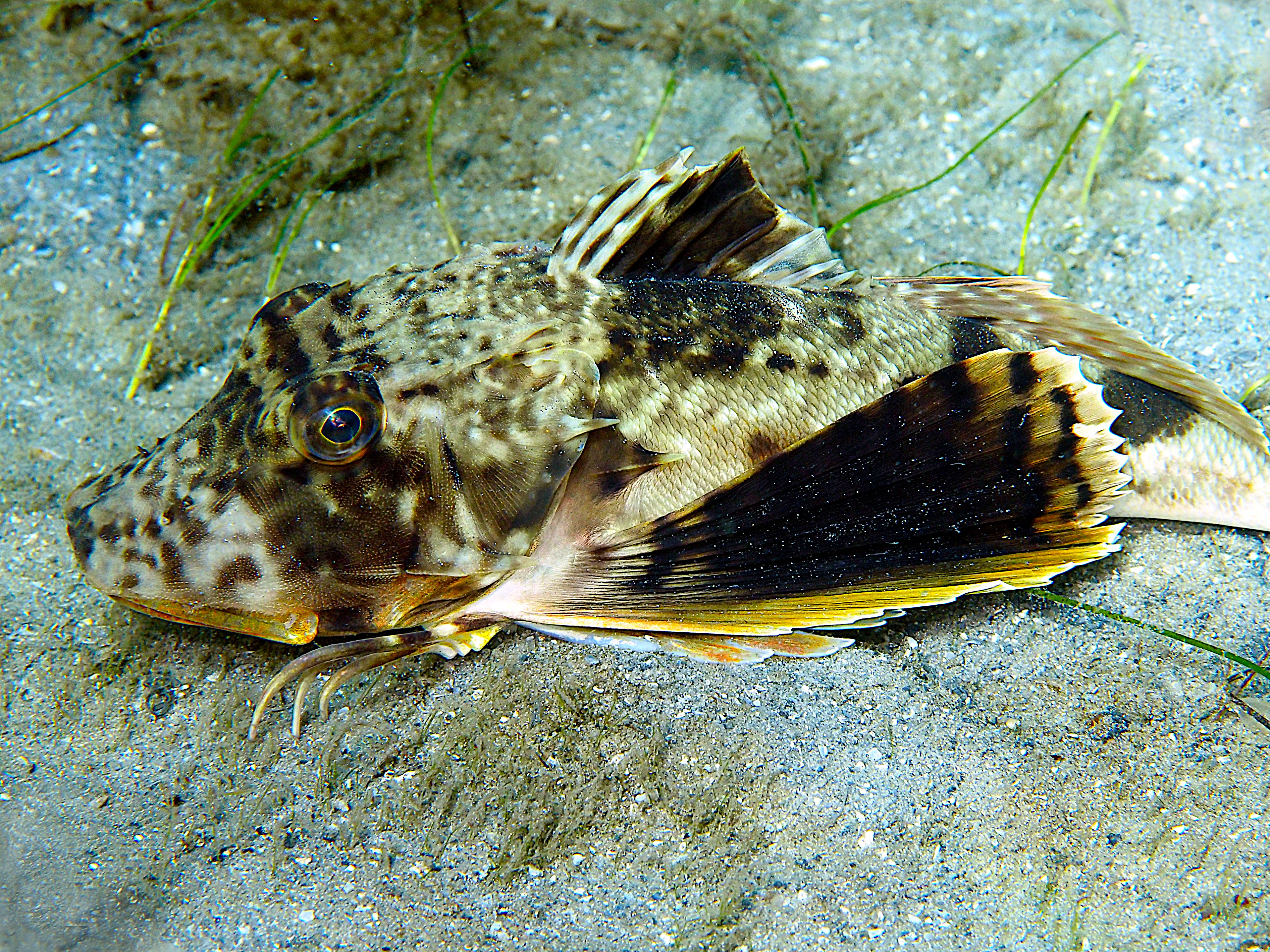 Bighead Searobin - Prionotus tribulus