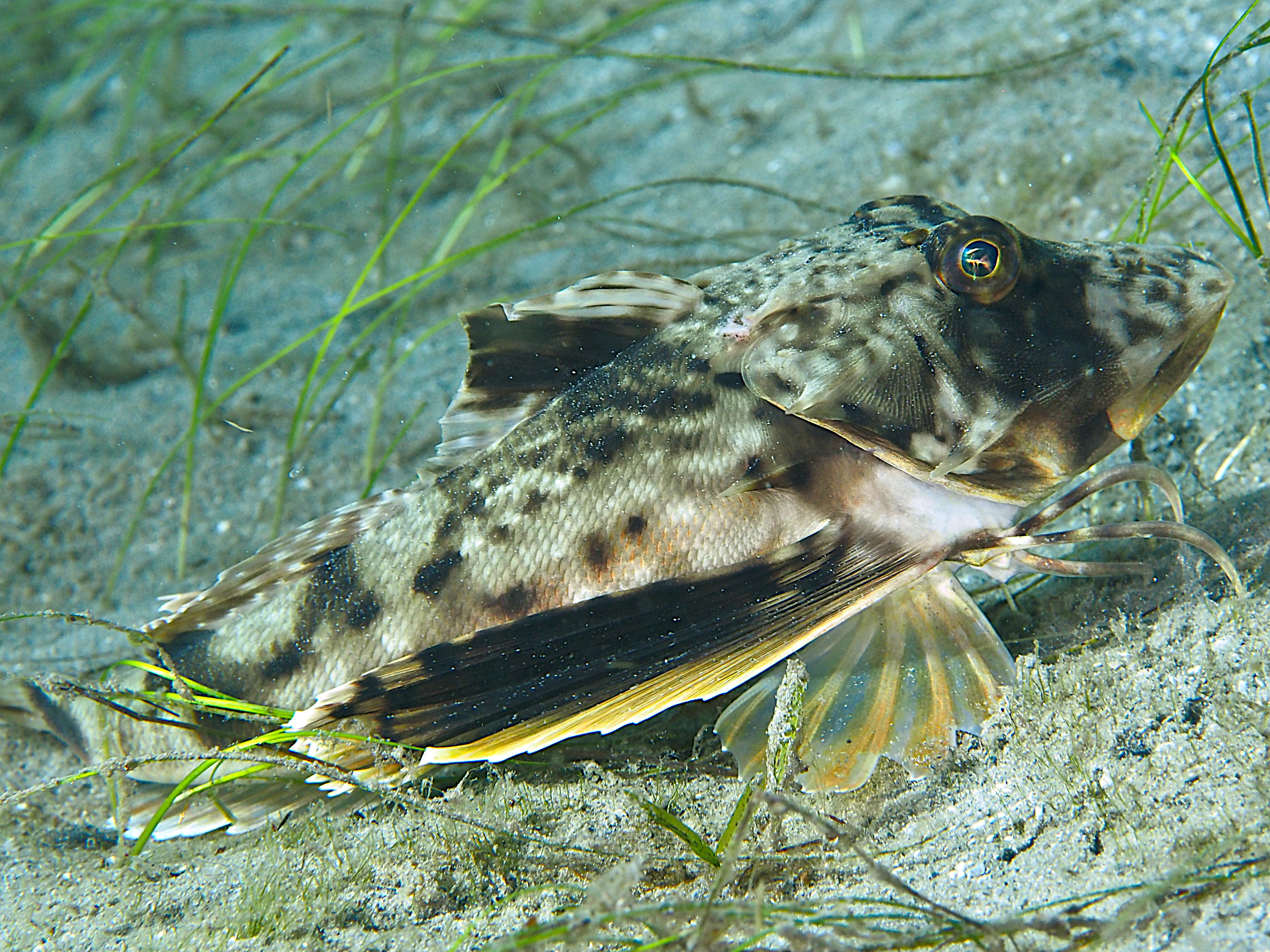 Bighead Searobin - Prionotus tribulus
