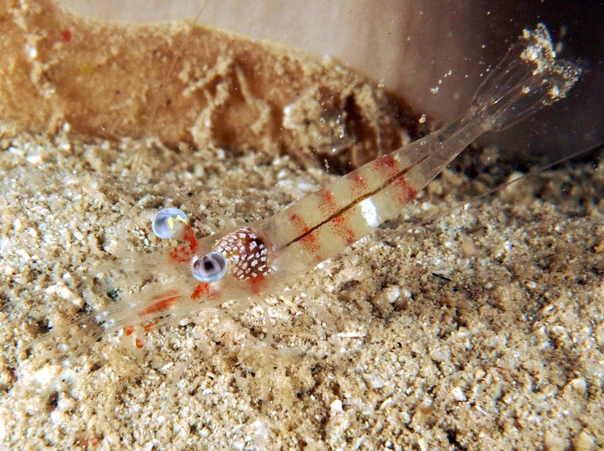 Processa sp. 1 - Processa sp. 1 - Fiji