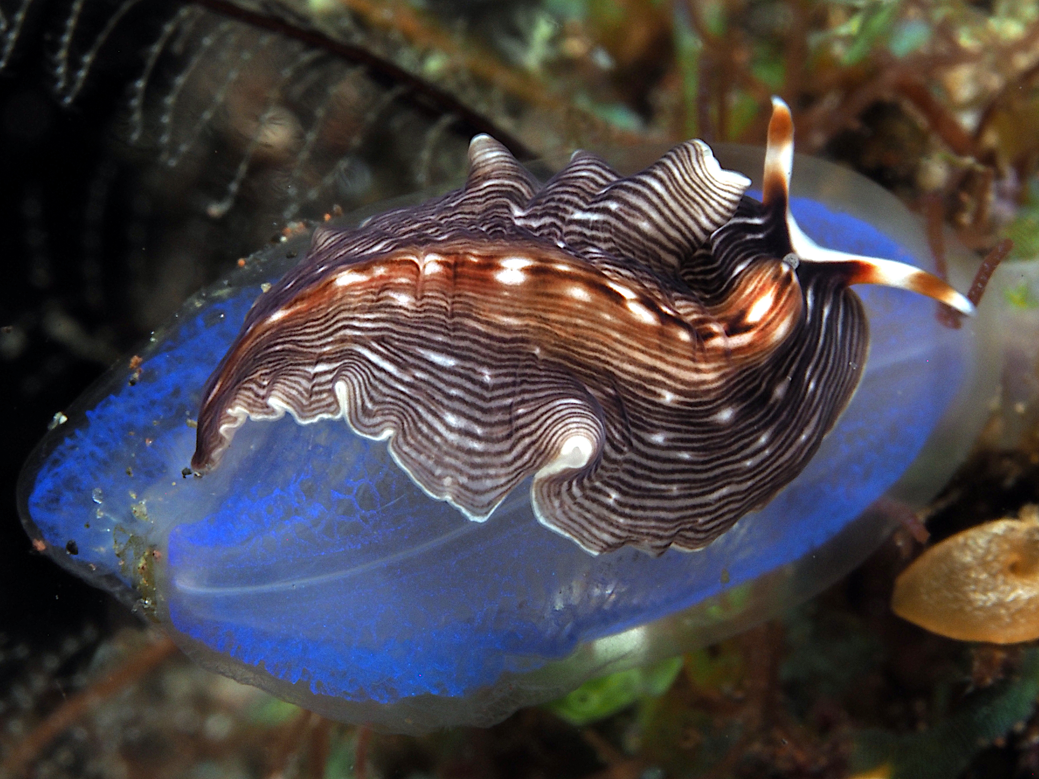 Prostheceraeus sp.1 - Prostheceraeus sp.1 - Bali, Indonesia