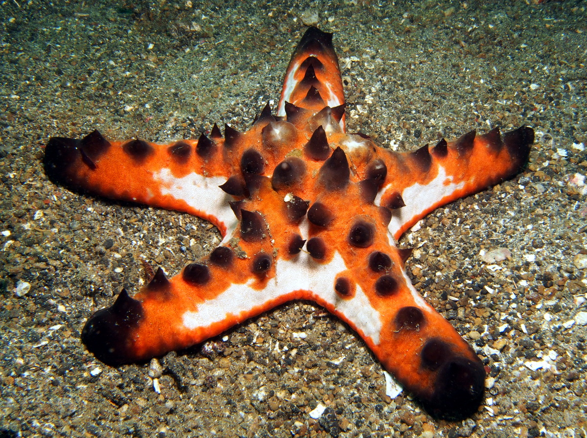 Chocolate Chip Sea Star - Protoreaster nodosus