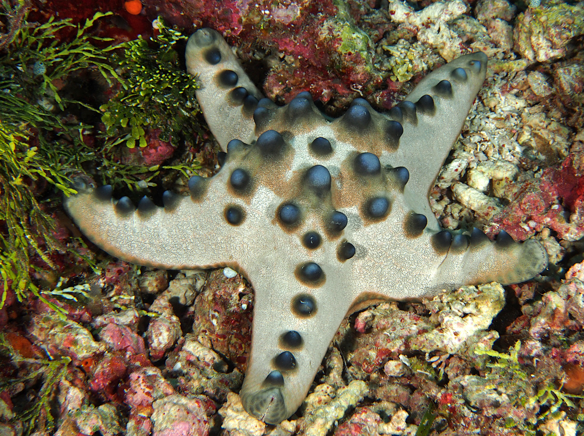 Chocolate Chip Sea Star - Protoreaster nodosus