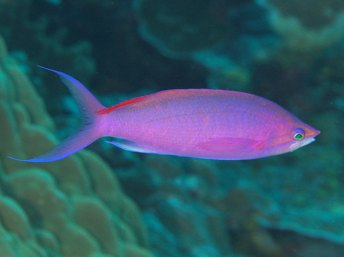 Purple Queen Anthias - Pseudanthias pascalus