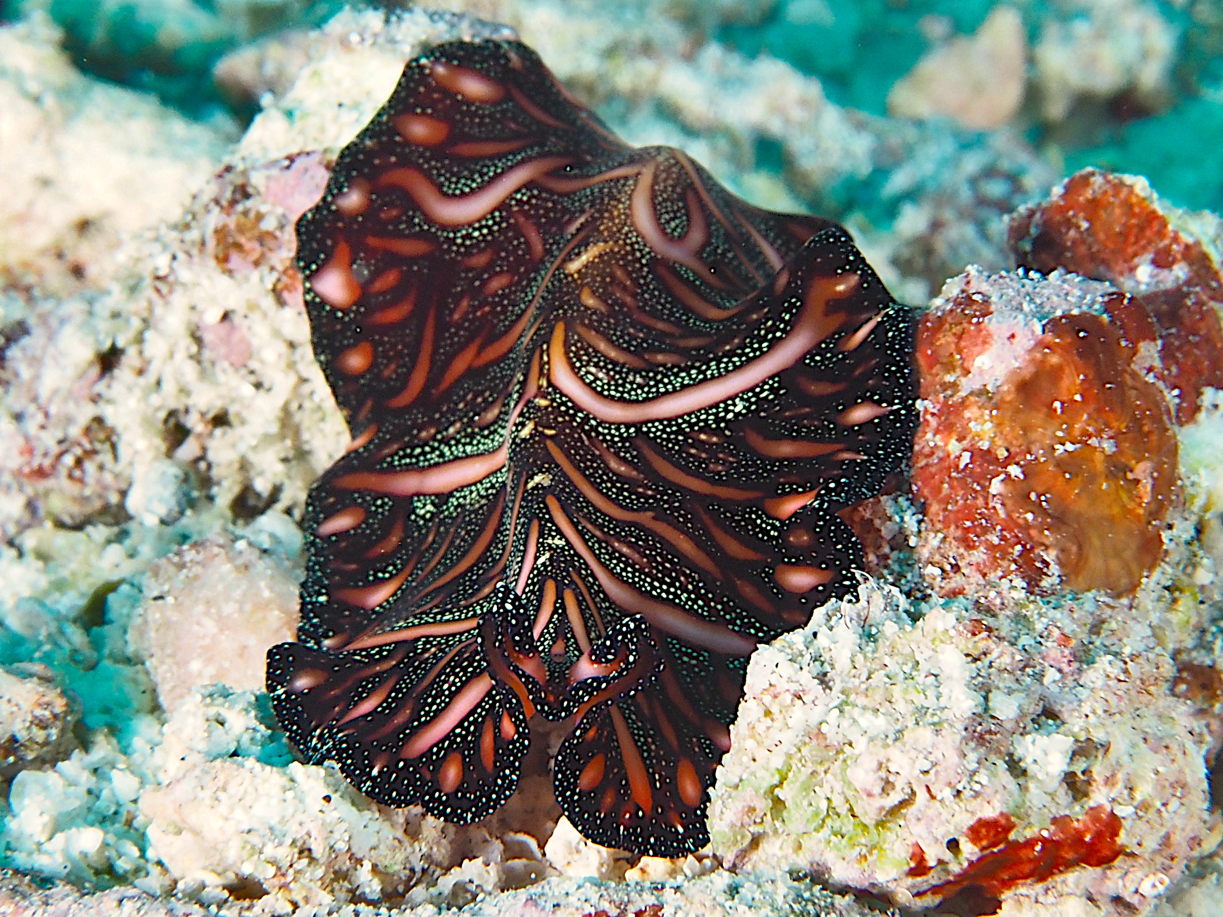 Persian Carpet Flatworm - Pseudobiceros bedfordi
