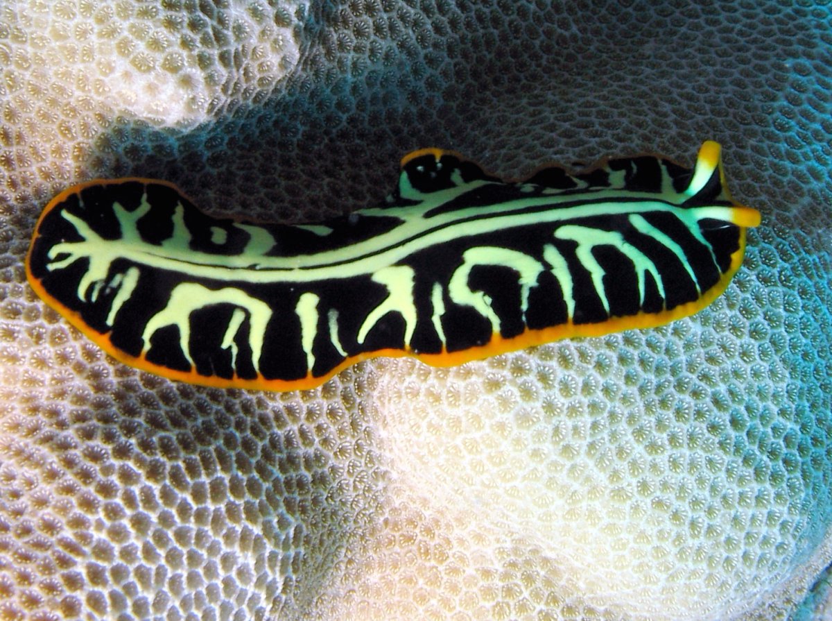Tiger Flatworm - Pseudobiceros cf. dimidiatus