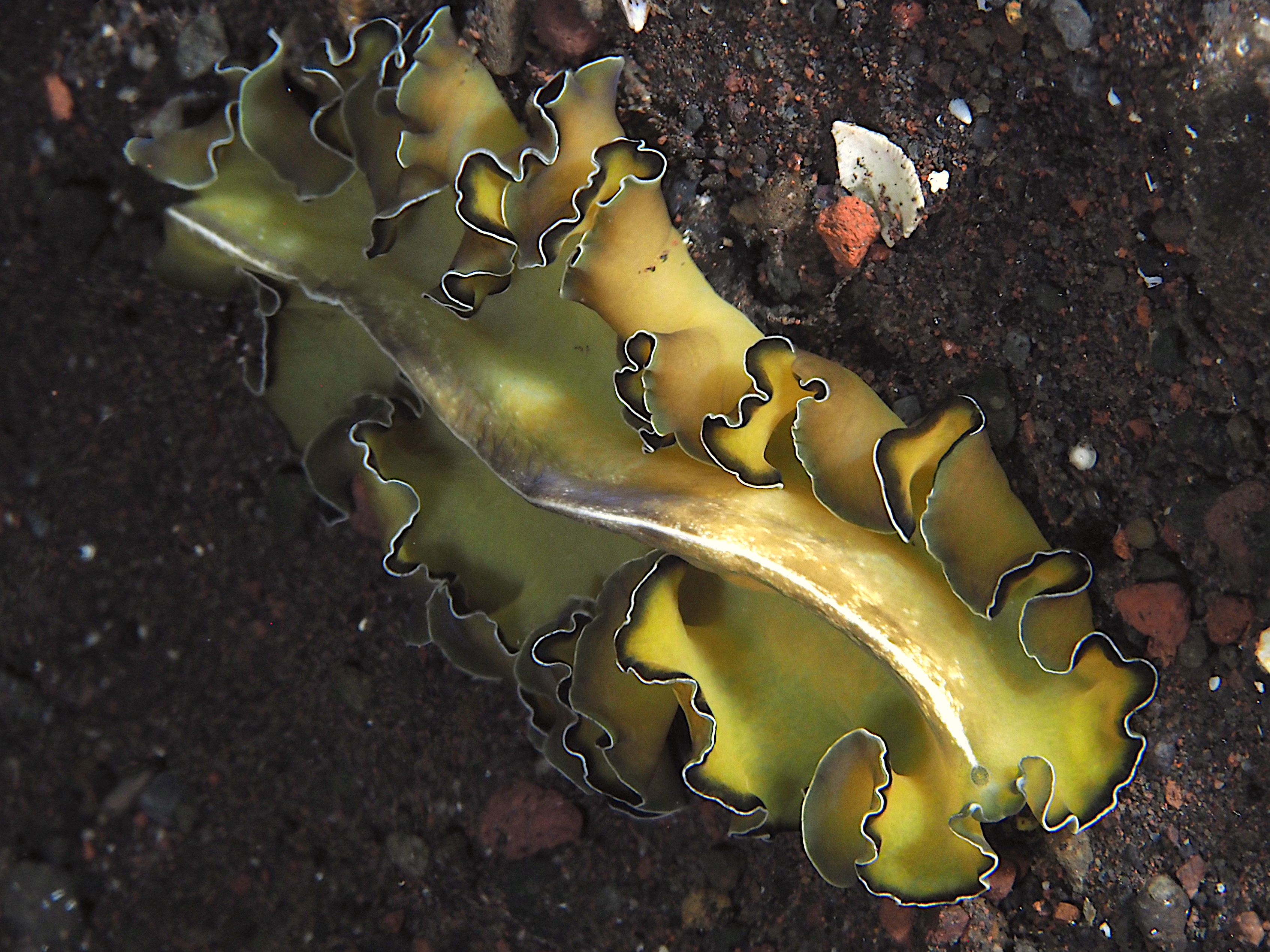 Flowers' Flatworm - Pseudobiceros flowersi