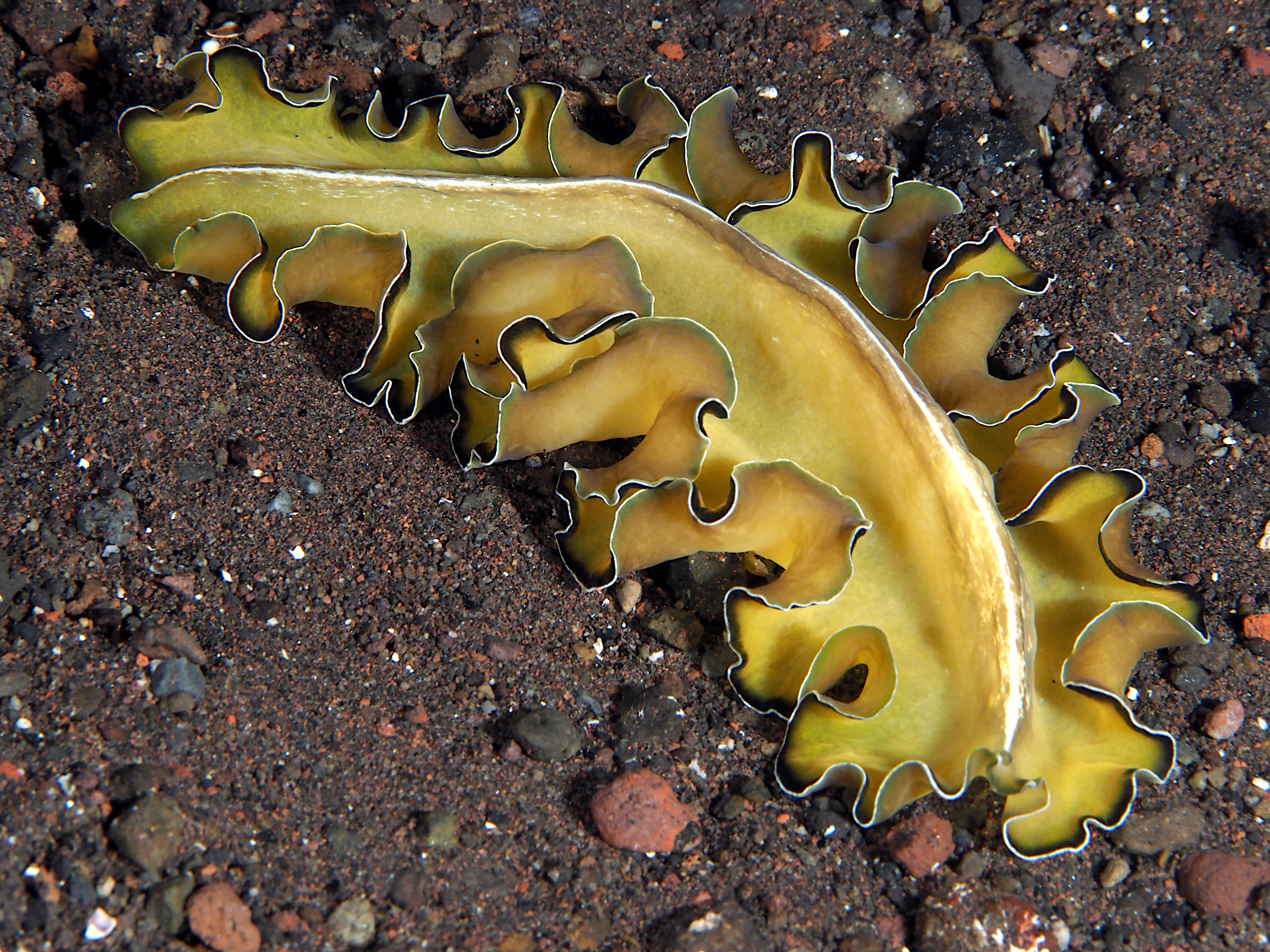 Flowers' Flatworm - Pseudobiceros flowersi