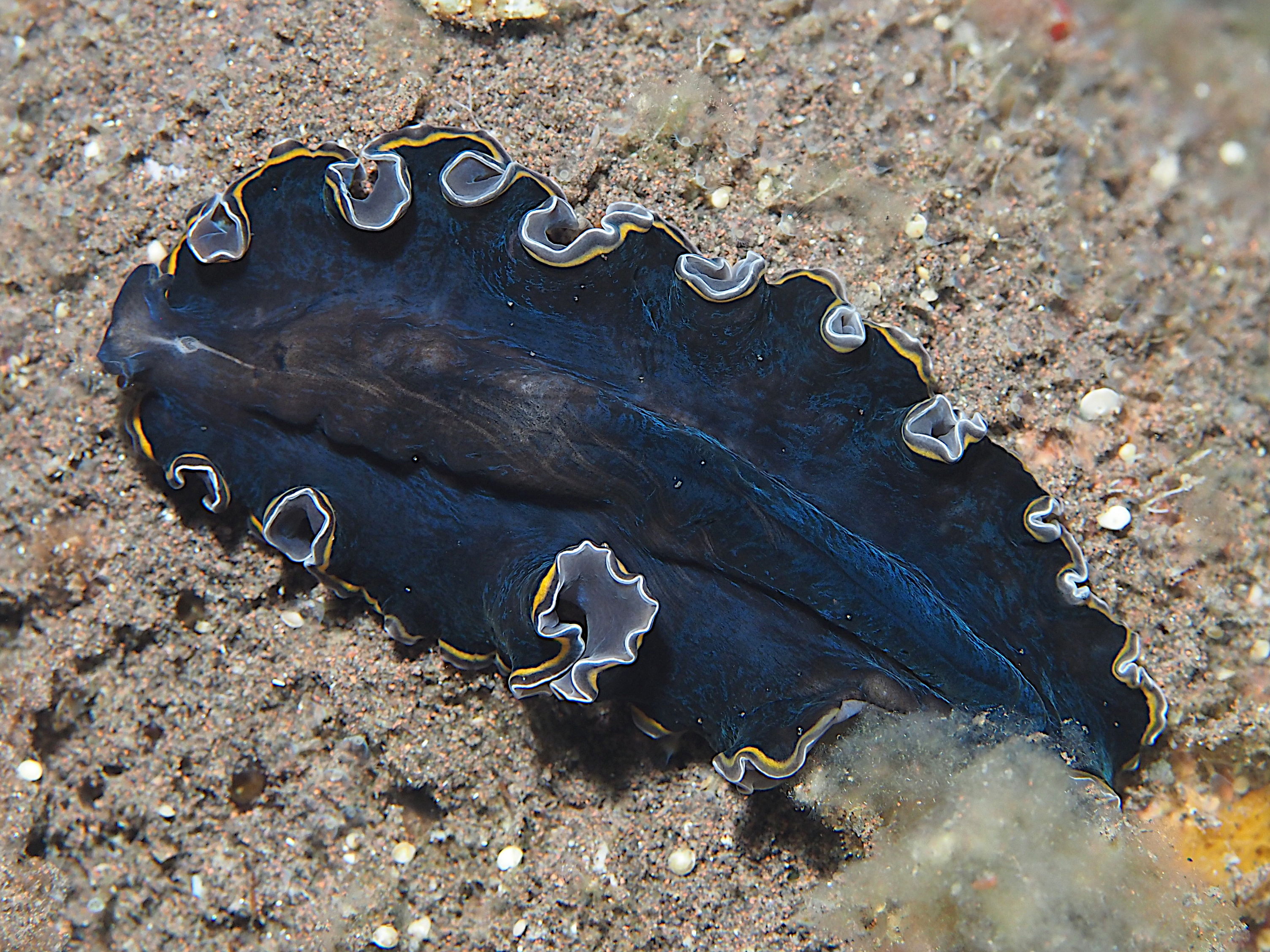 hancock's Flatworm - Pseudobiceros hancockanus