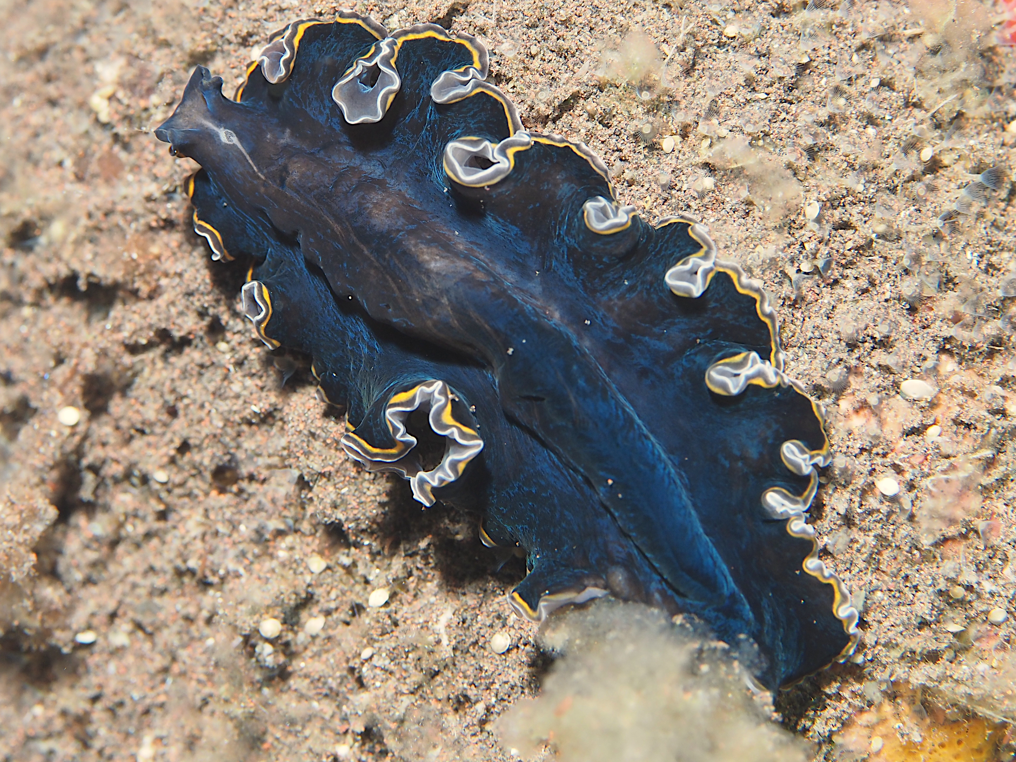 hancock's Flatworm - Pseudobiceros hancockanus