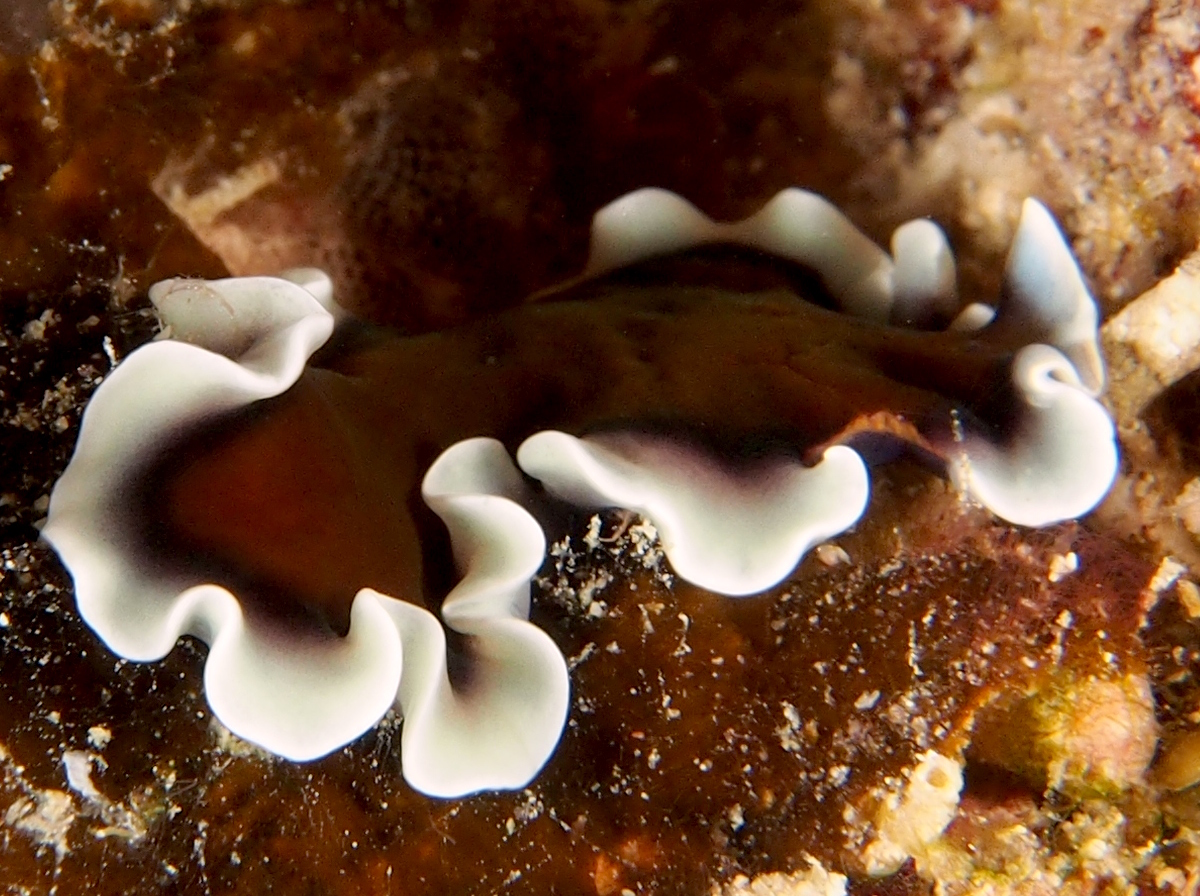 Pseudobiceros sp. 3 - Pseudobiceros sp. 3 - Fiji