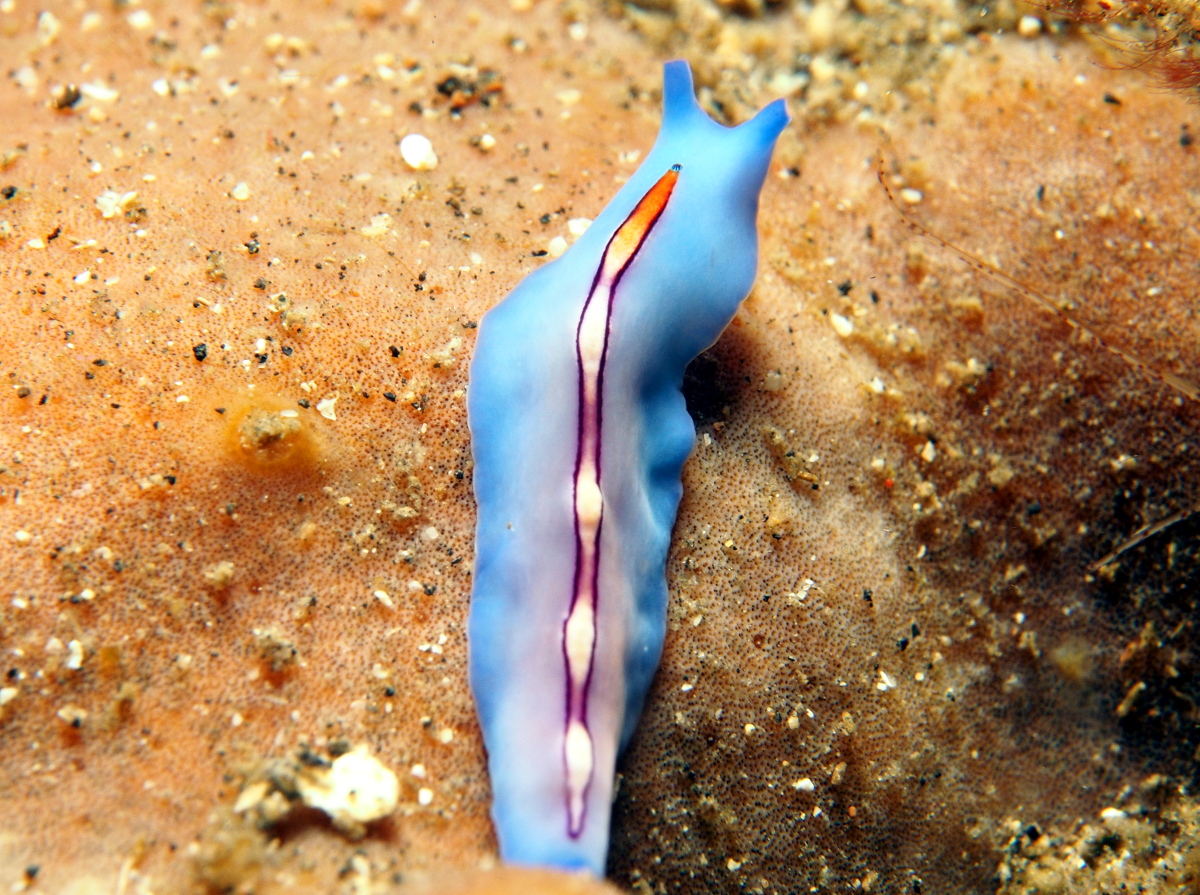 Racing Stripe Flatworm - Pseudoceros liparus